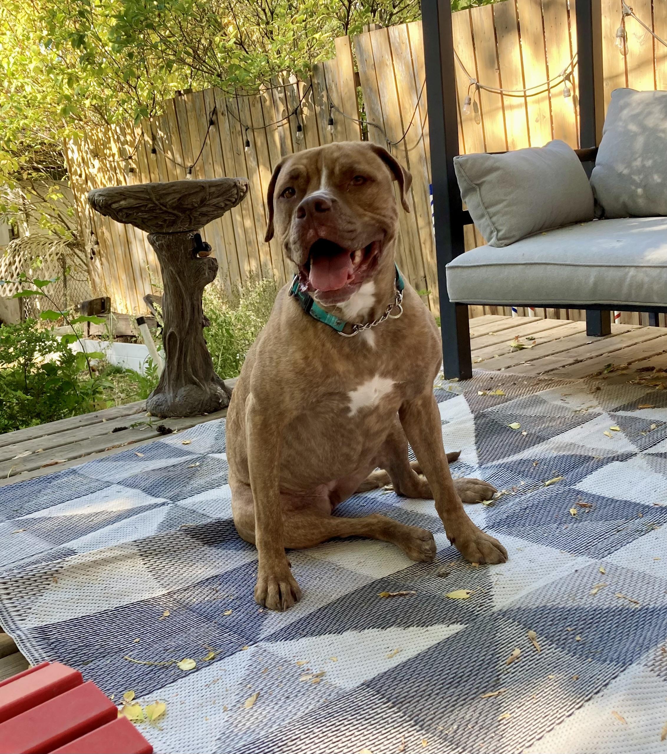 Sheila, an adoptable Mixed Breed in Saskatoon, SK, S7H 0W2 | Photo Image 4