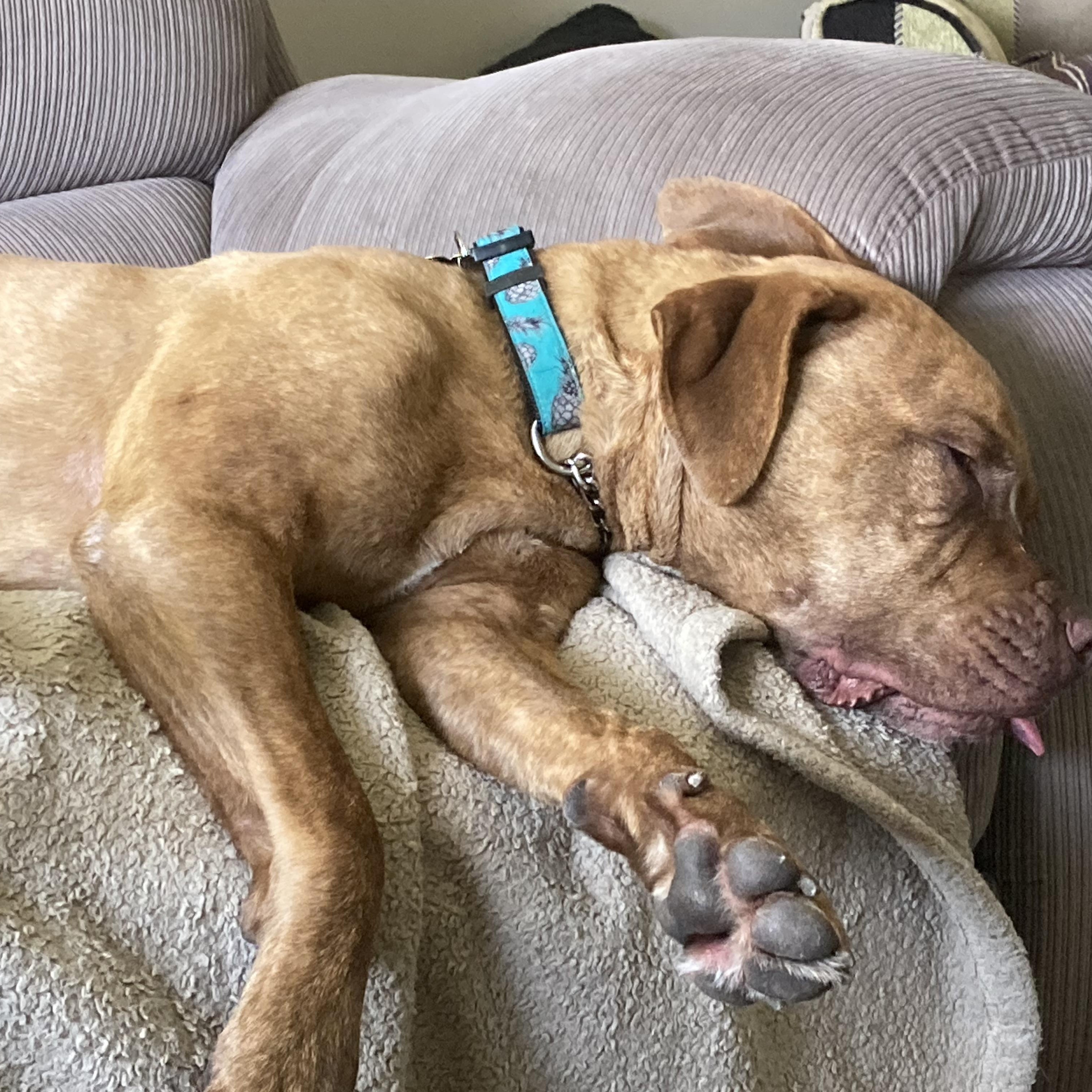 Sheila, an adoptable Mixed Breed in Saskatoon, SK, S7H 0W2 | Photo Image 5