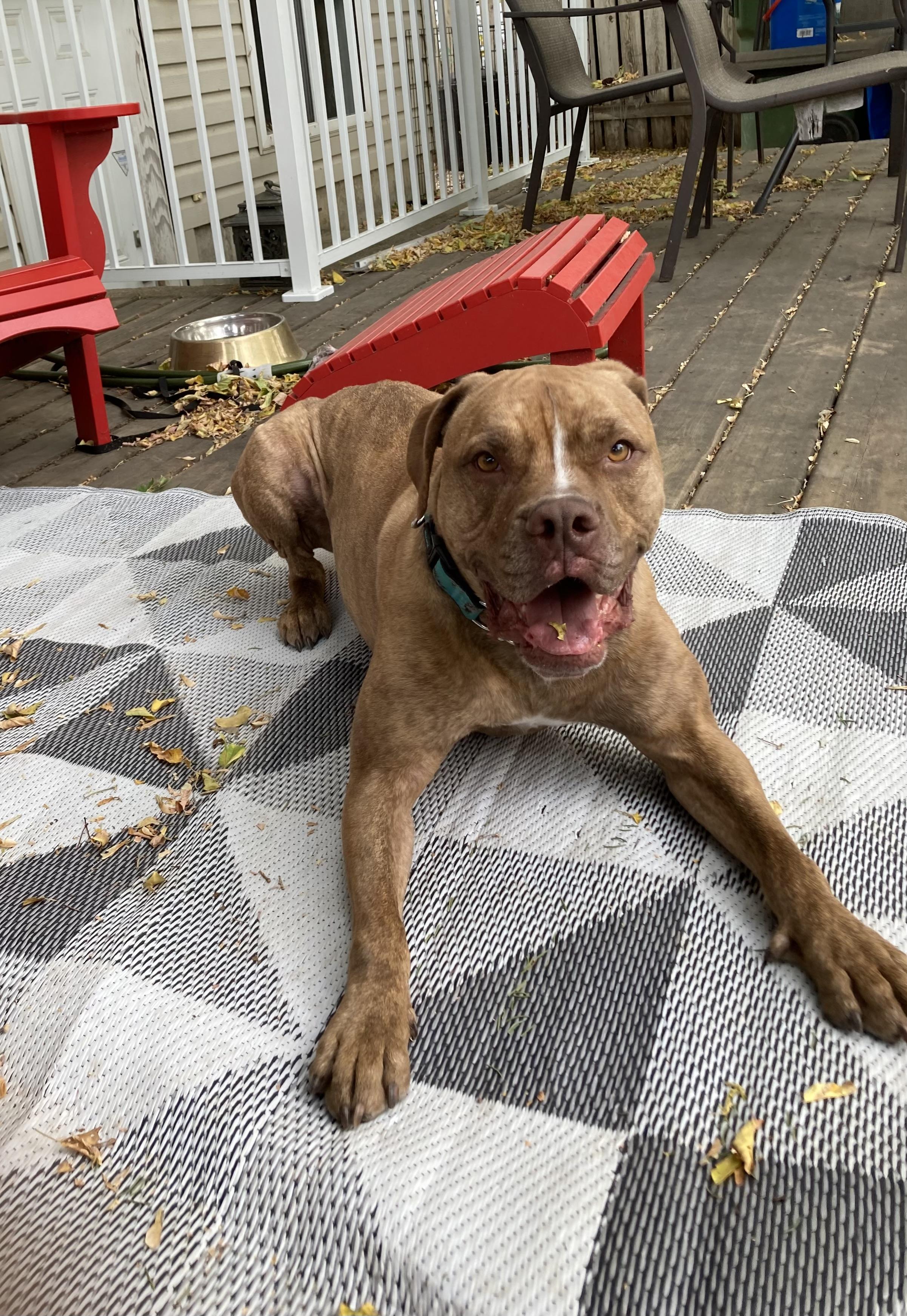 Sheila, an adoptable Mixed Breed in Saskatoon, SK, S7H 0W2 | Photo Image 6