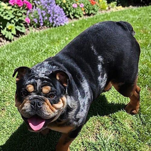 Cisco, Adoptable, Young Male English Bulldog.