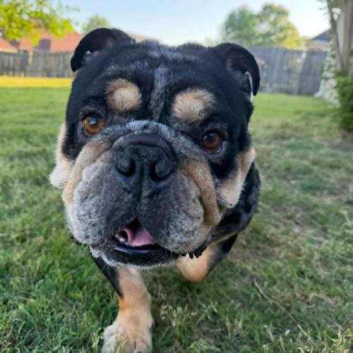 Enlarge Cisco, a Adoptable English Bulldog in Memphis, TN image 2/5