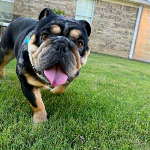 Enlarge Cisco, a Adoptable English Bulldog in Memphis, TN image 3/5