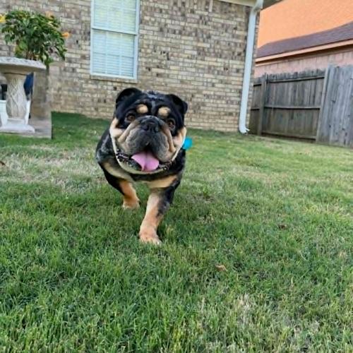 Enlarge Cisco, a Adoptable English Bulldog in Memphis, TN image 4/5