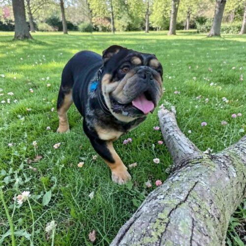 Enlarge Cisco, a Adoptable English Bulldog in Memphis, TN image 5/5