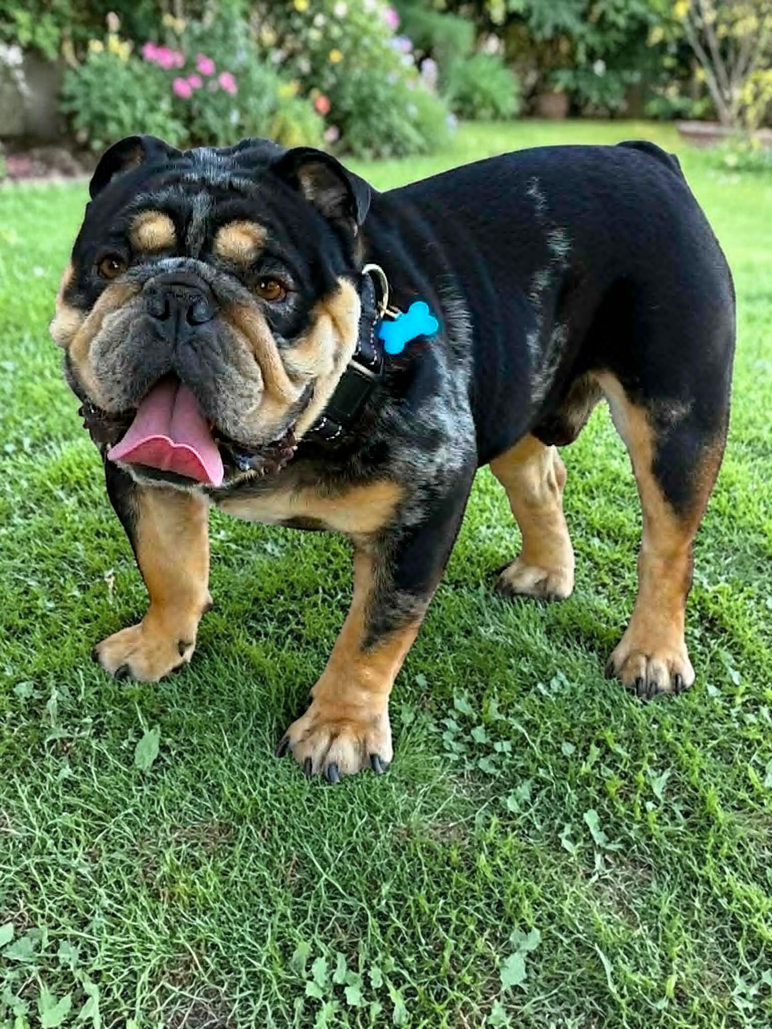 Cisco, a Adoptable English Bulldog in Memphis, TN image 6/6