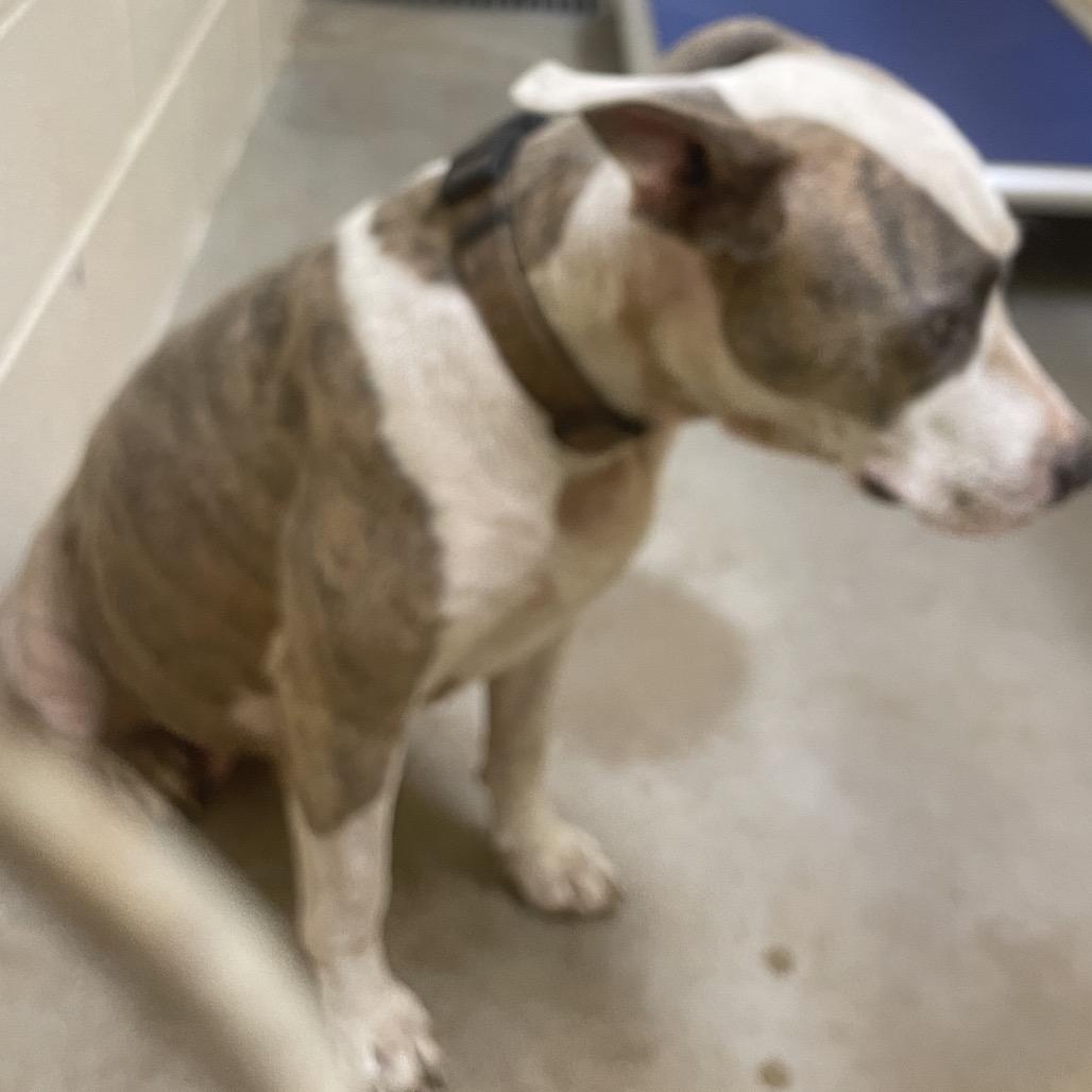 Rosie, Adoptable, Puppy Female Pit Bull Terrier & Mixed Breed.