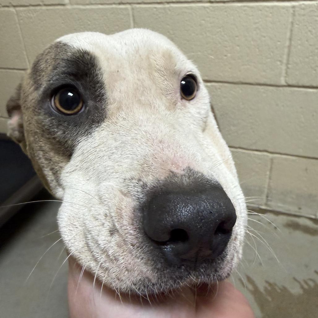 Enlarge Rosie, a Adoptable mixed breed in Palestine, TX image 2/2