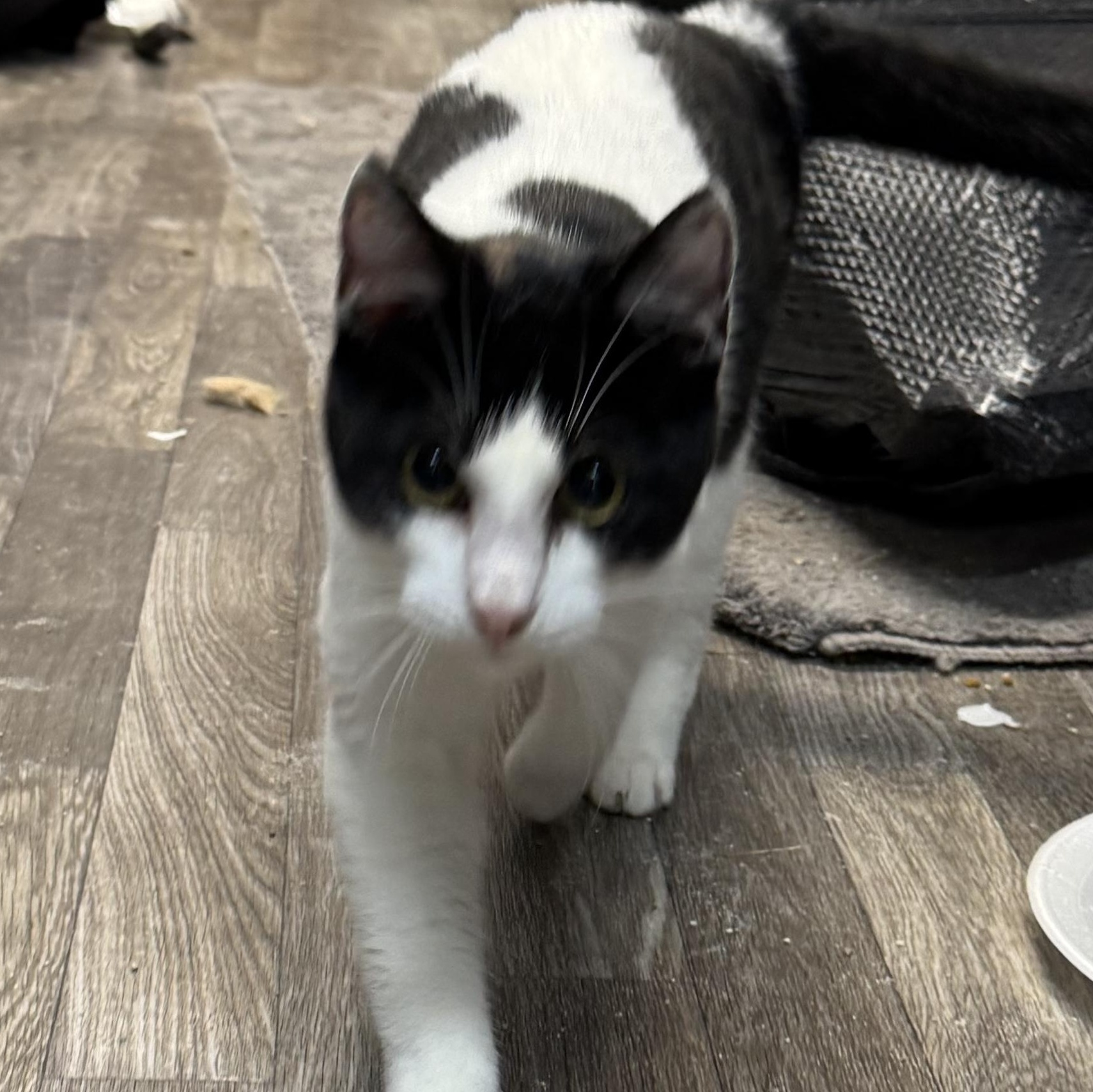 Enlarge Rocket, a ADOPTABLE American Shorthair in Springdale, AR image 4/4