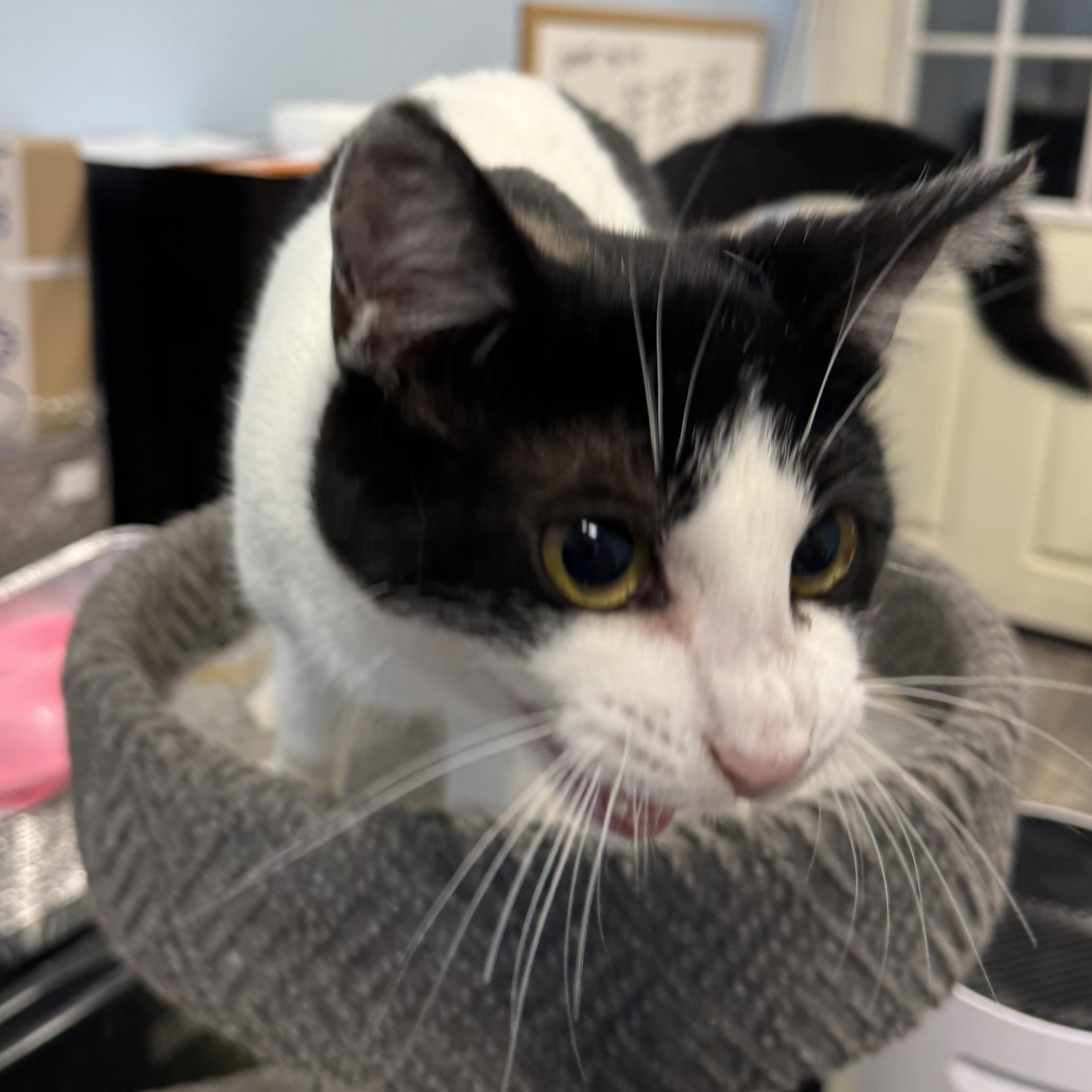 Enlarge Rocket, a ADOPTABLE American Shorthair in Springdale, AR image 3/4