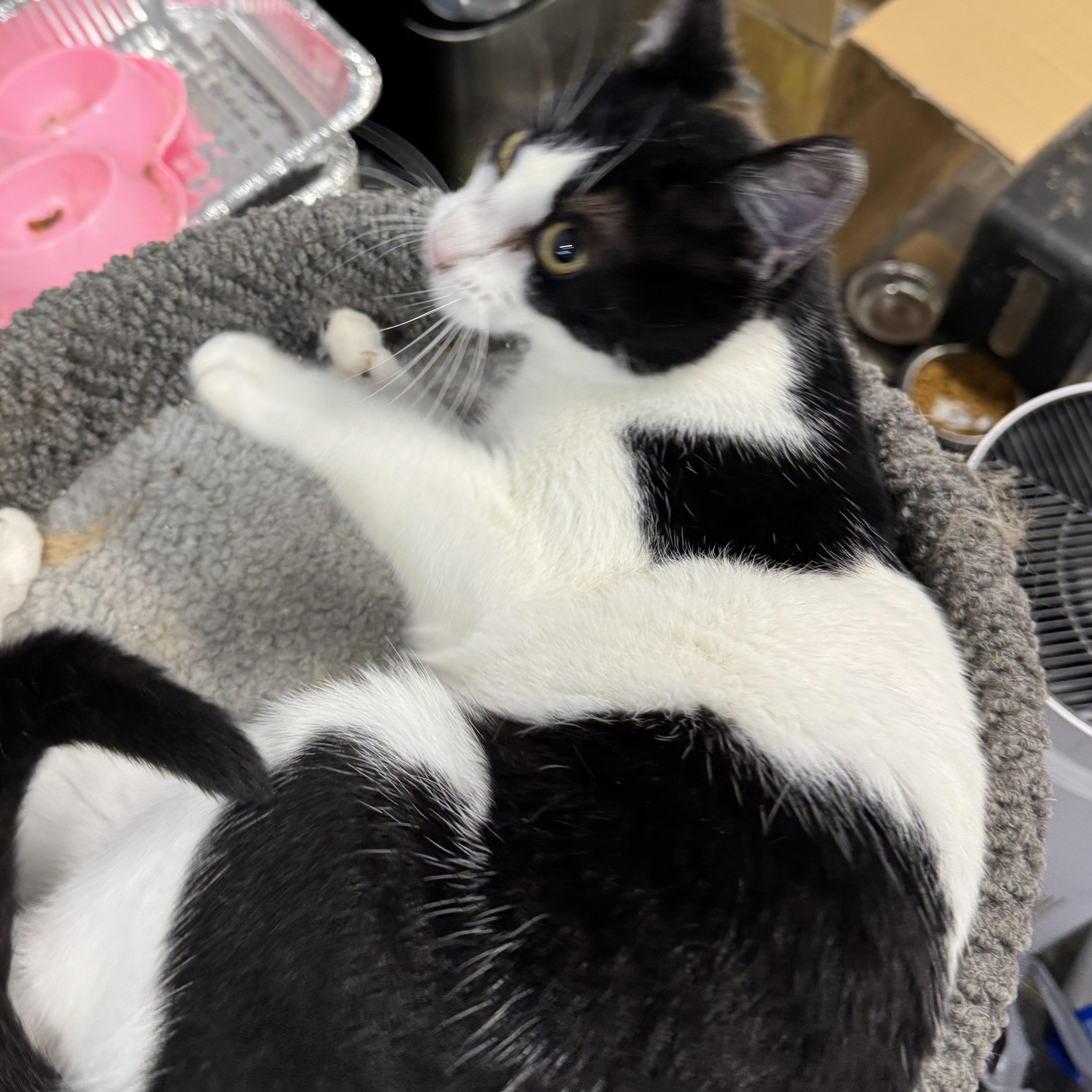 Enlarge Rocket, a ADOPTABLE American Shorthair in Springdale, AR image 2/4