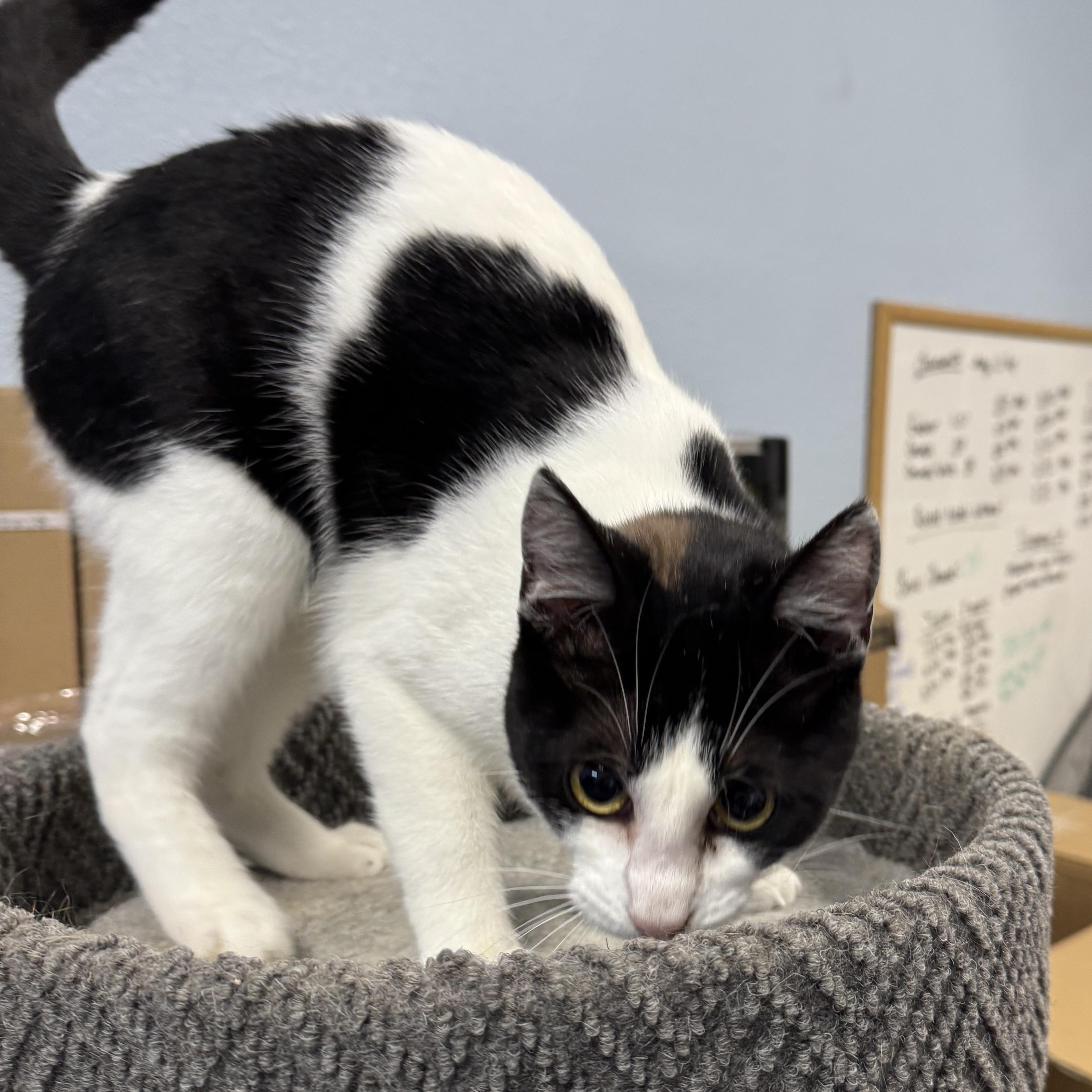 Enlarge Rocket, a ADOPTABLE American Shorthair in Springdale, AR image 1/4