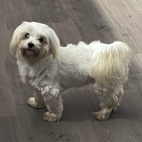 Cindy, Adoptable, Adult Female Maltese.