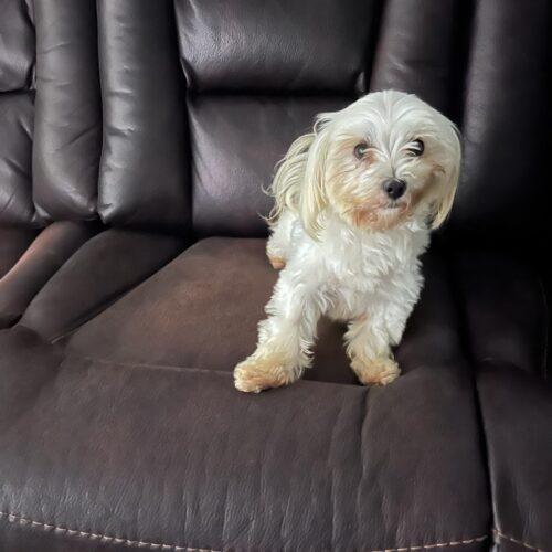 Enlarge Cindy, a Adoptable Maltese in Vienna, ON image 2/5