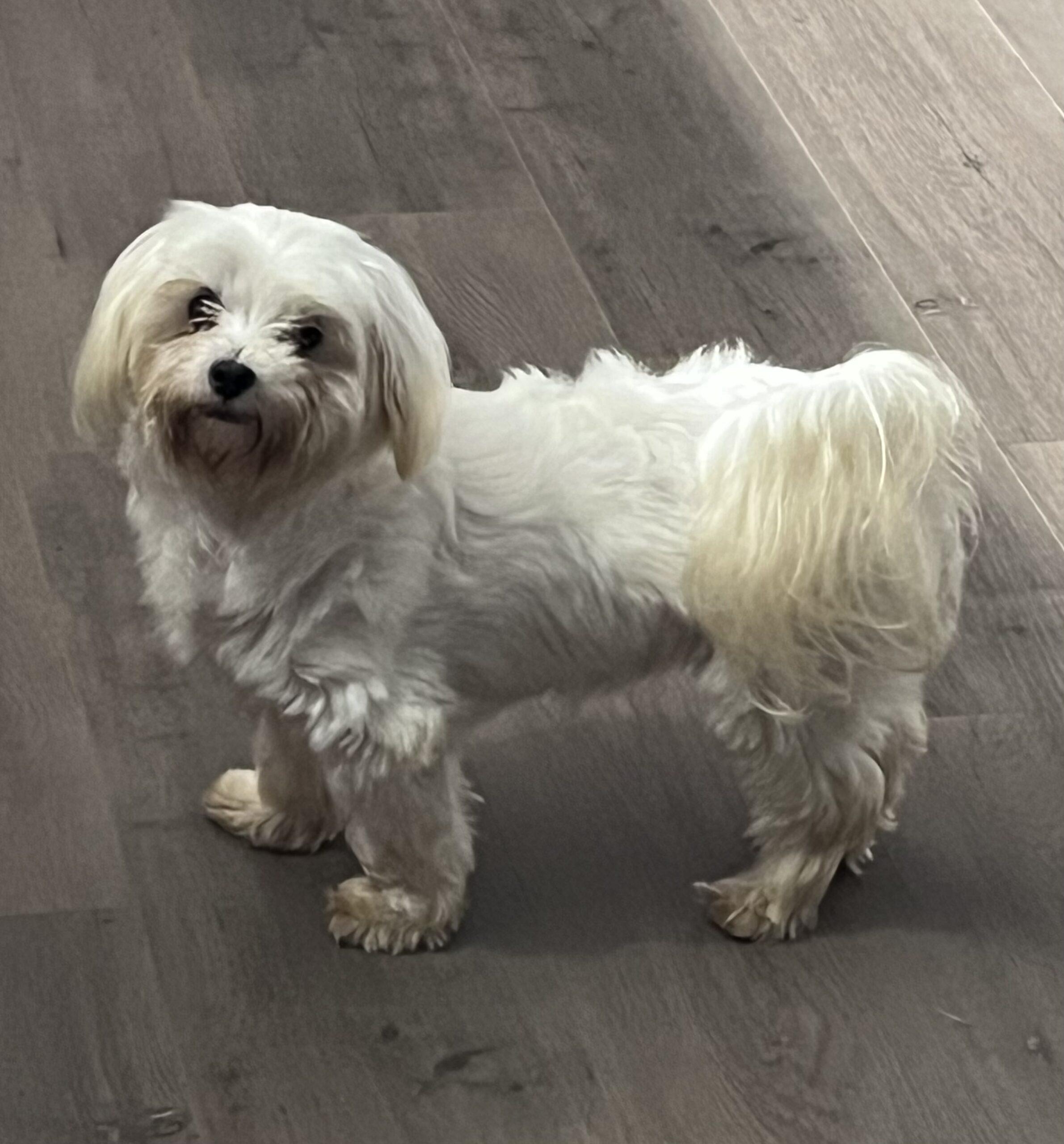 Enlarge Cindy, a Adoptable Maltese in Vienna, ON image 3/5