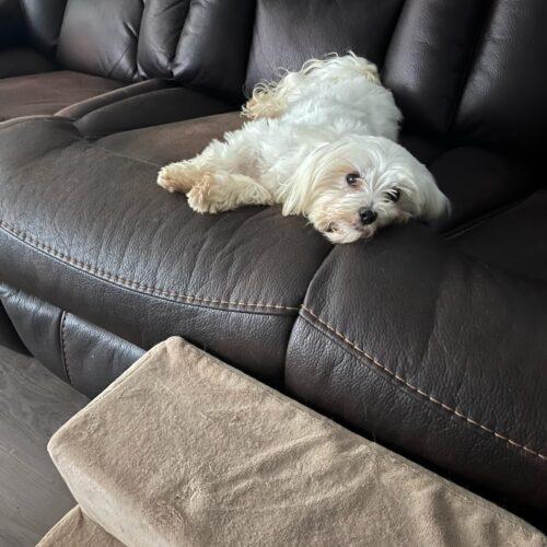 Enlarge Cindy, a Adoptable Maltese in Vienna, ON image 4/5