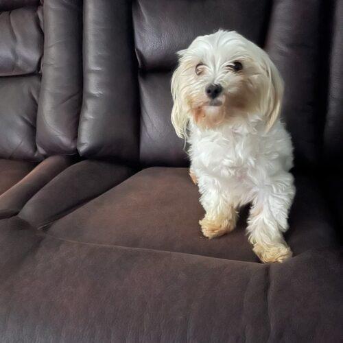Enlarge Cindy, a Adoptable Maltese in Vienna, ON image 5/5