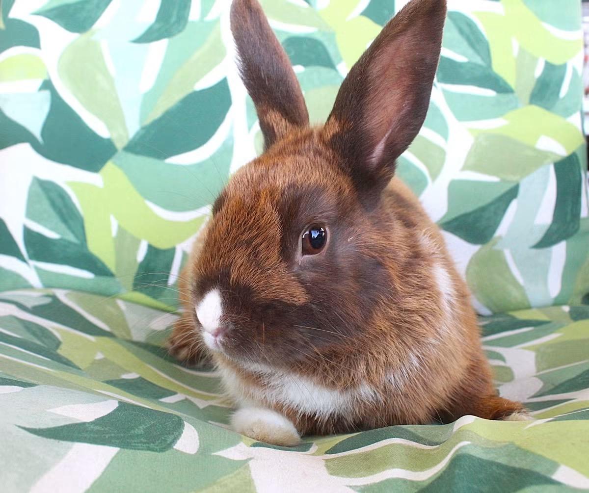 Chewy, adopted, Adult Male Dutch.