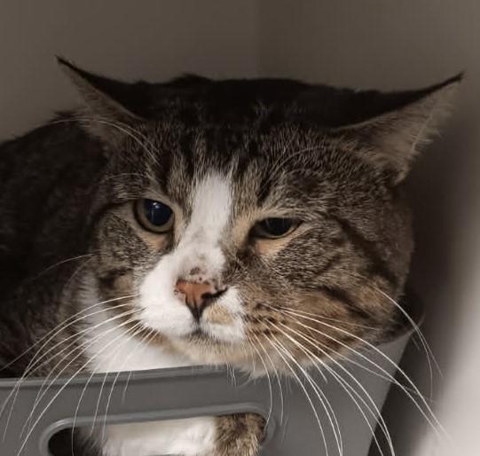 Khan, adopted, Adult Male Domestic Short Hair.
