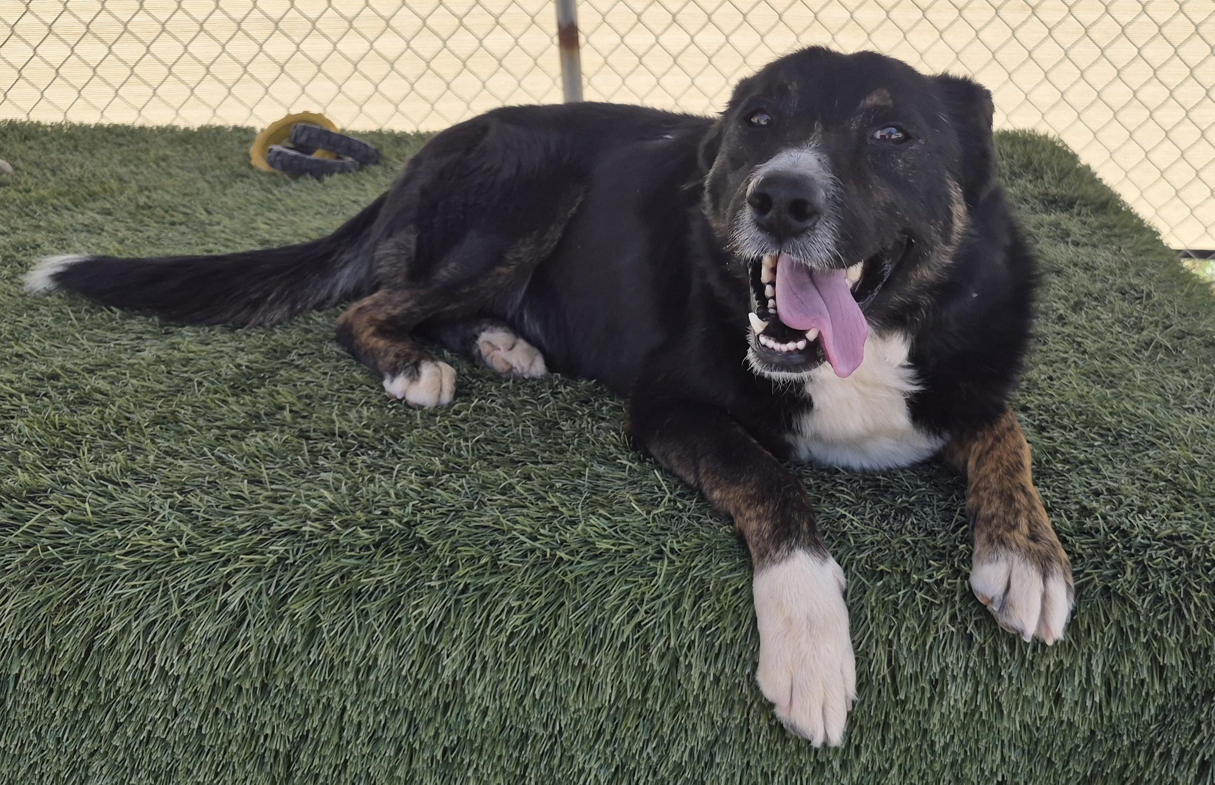 Saint, ADOPTABLE, Adult Male Cattle Dog & Border Collie.
