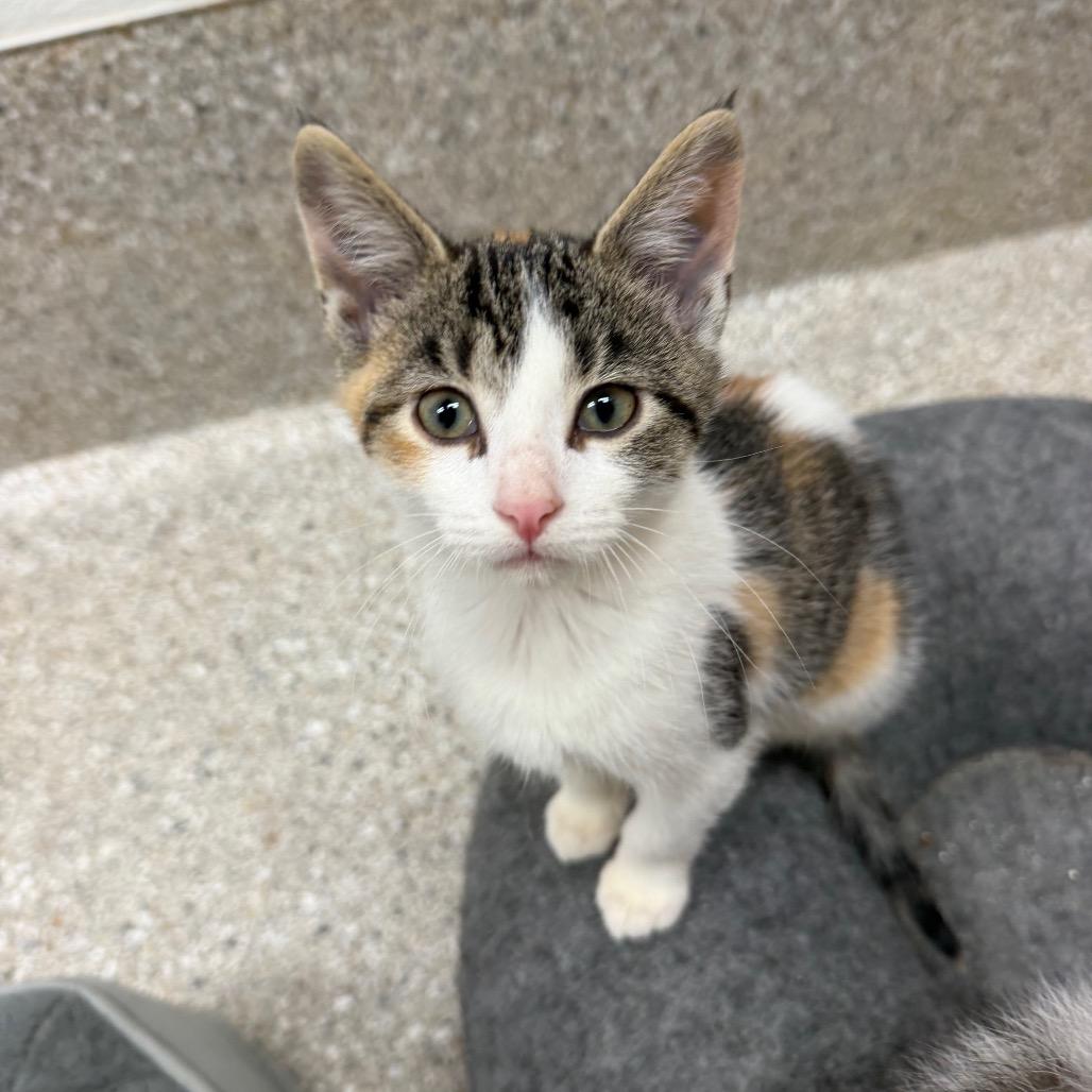 shenanigans, Adoptable, Kitten Female Domestic Short Hair.