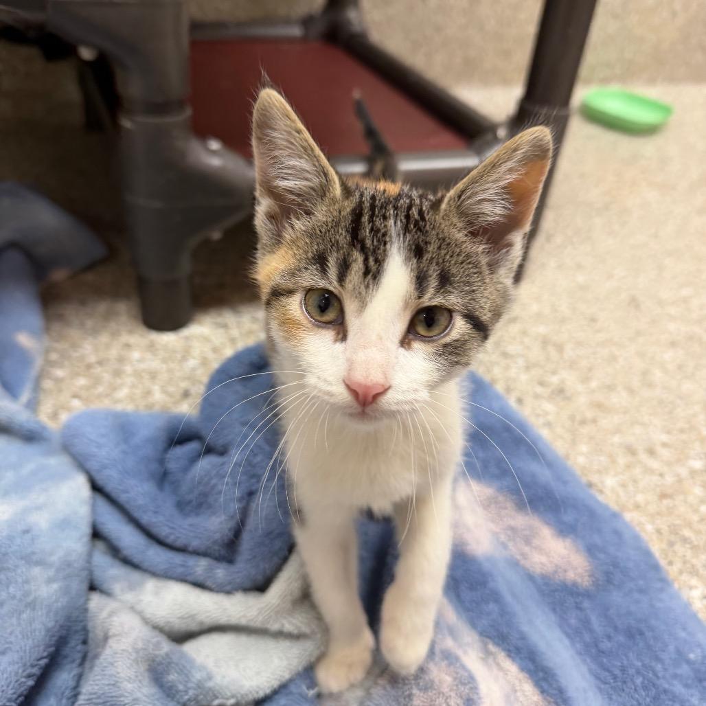 Enlarge shenanigans, a Adoptable Domestic Short Hair in Detroit Lakes, MN image 2/4