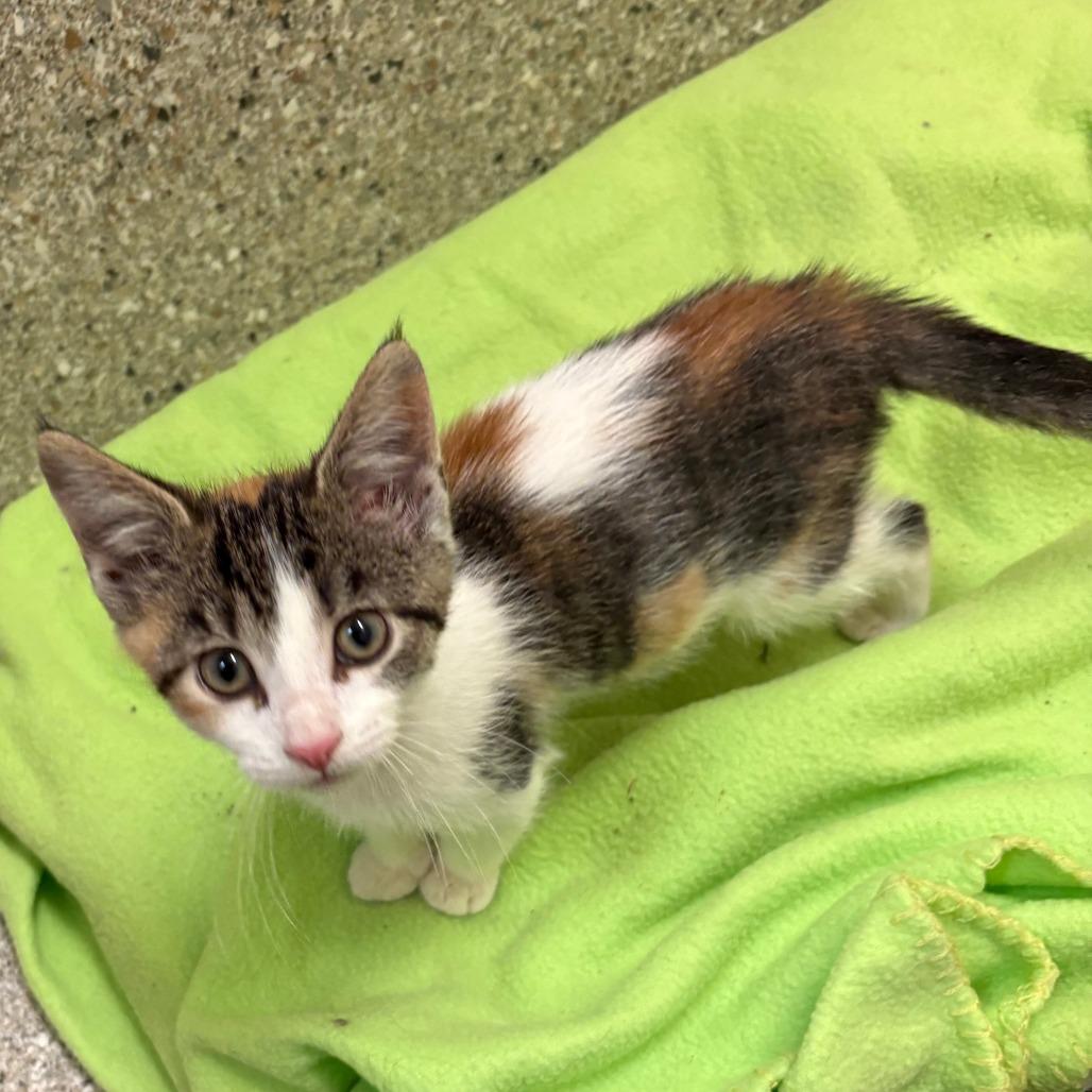 Enlarge shenanigans, a Adoptable Domestic Short Hair in Detroit Lakes, MN image 3/4