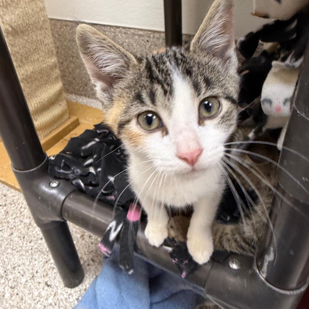 Enlarge shenanigans, a Adoptable Domestic Short Hair in Detroit Lakes, MN image 4/4