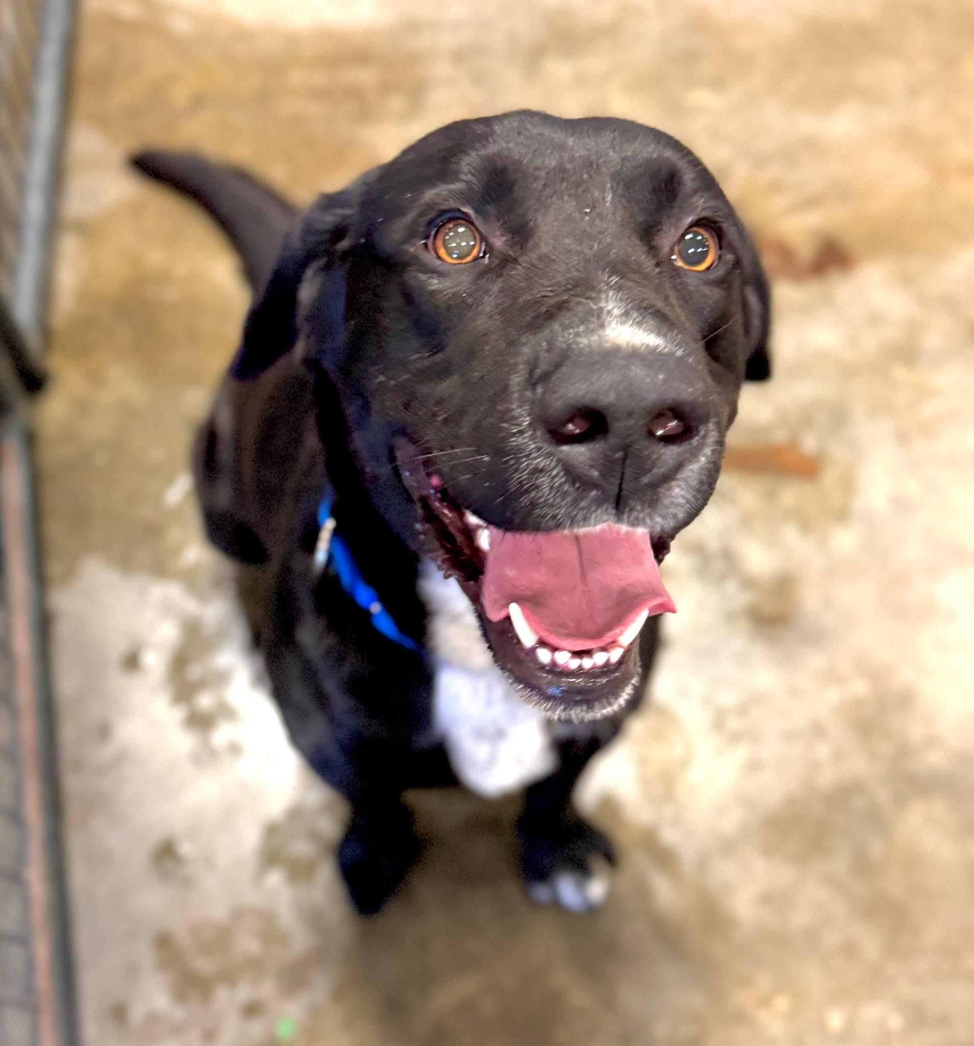 Otis, Adoptable, Adult Male Labrador Retriever.