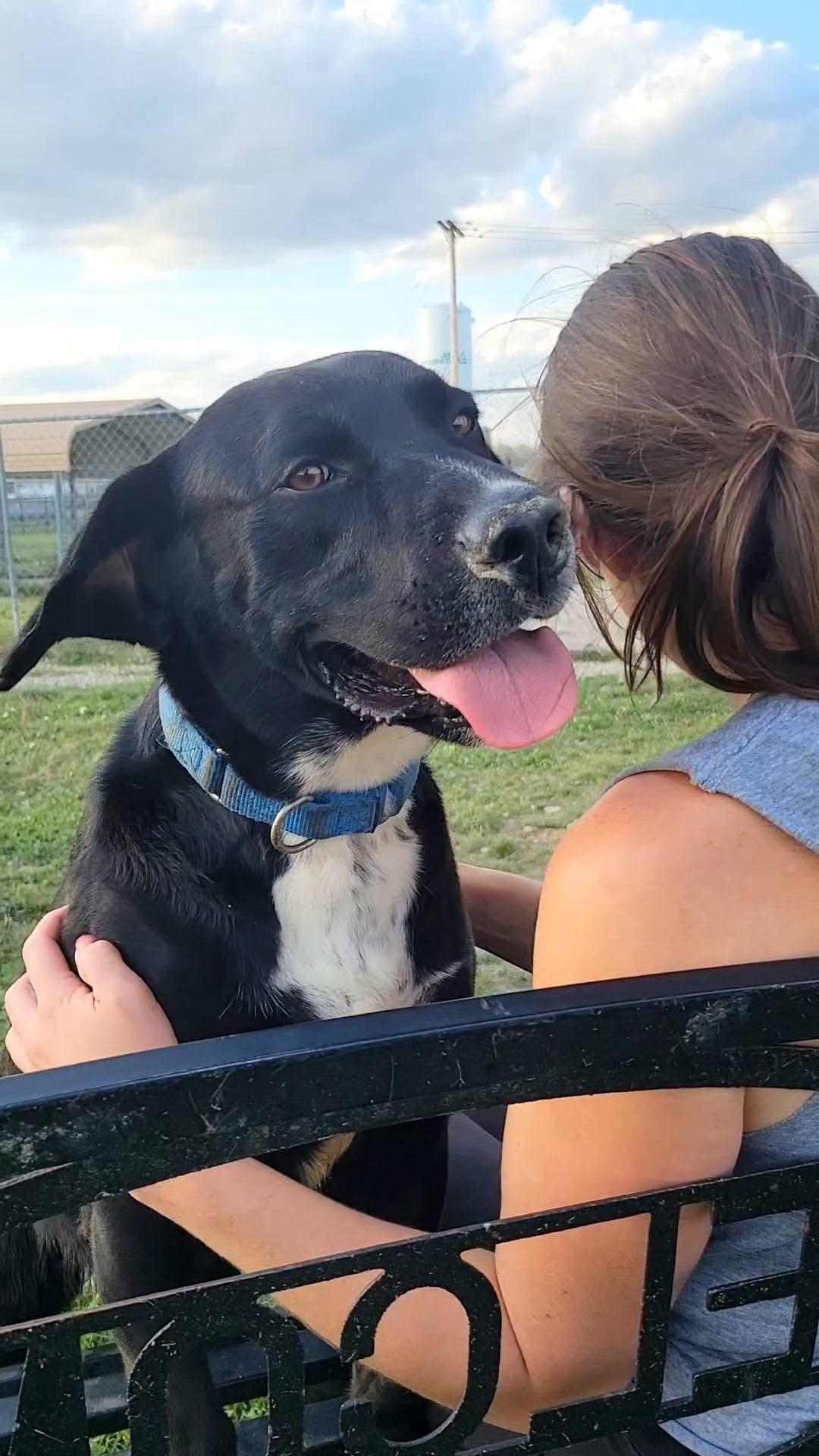 Enlarge Otis, a Adoptable mixed breed in Ashland, KY image 6/6