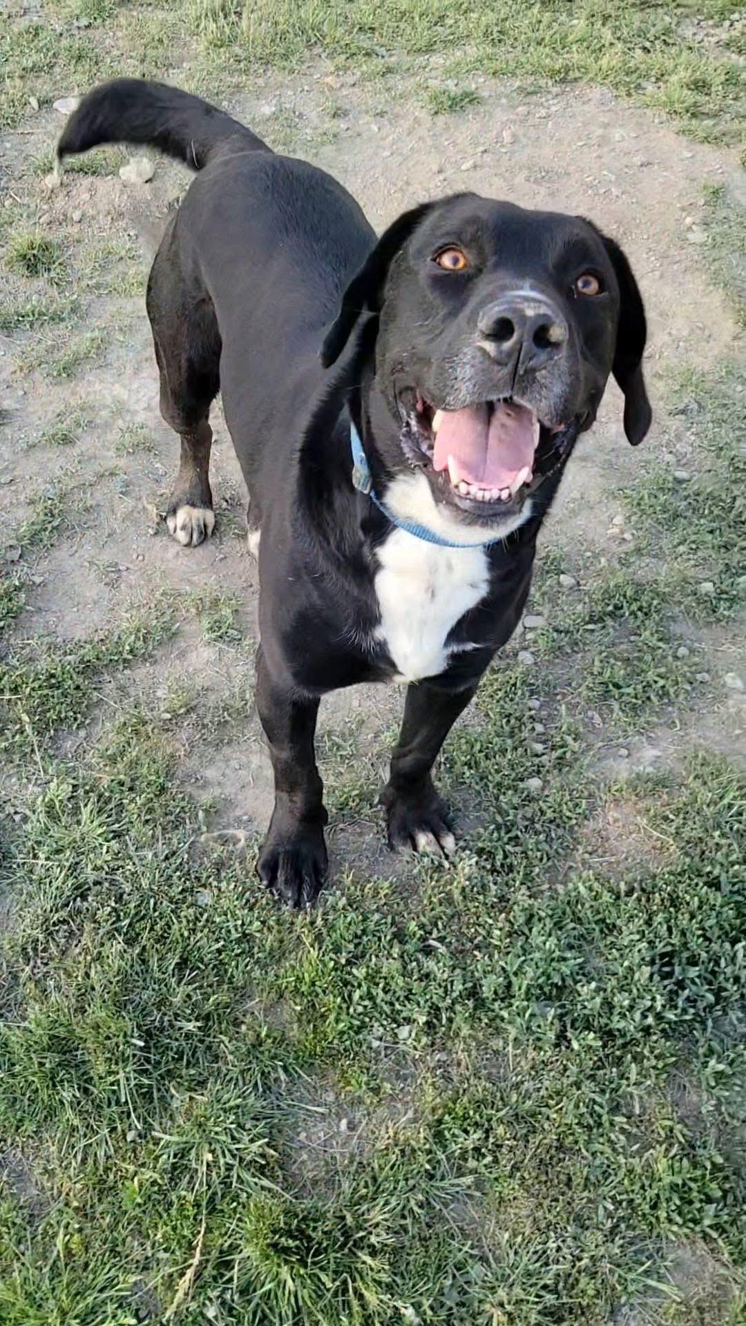 Enlarge Otis, a Adoptable mixed breed in Ashland, KY image 3/6