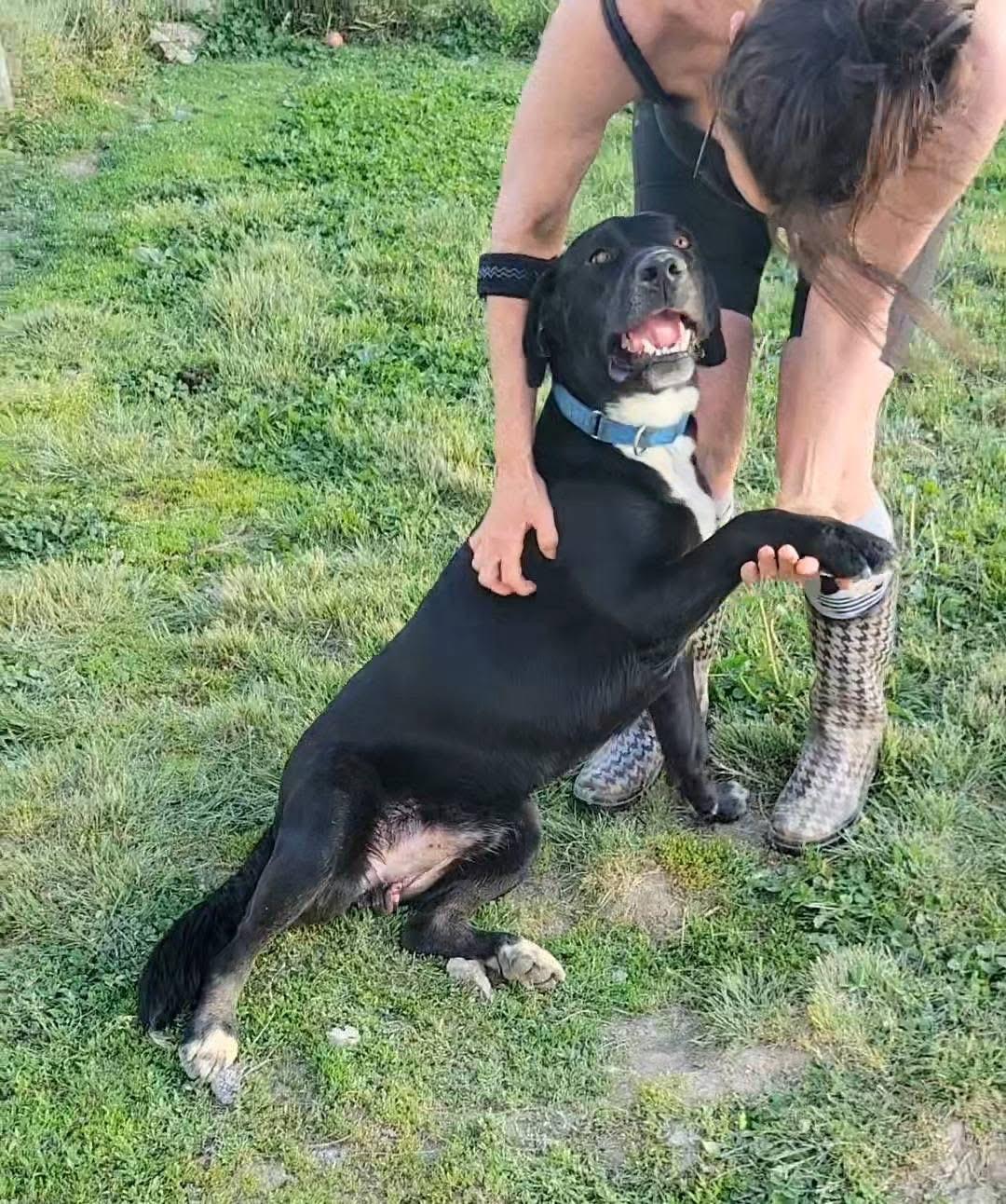 Enlarge Otis, a Adoptable mixed breed in Ashland, KY image 5/6