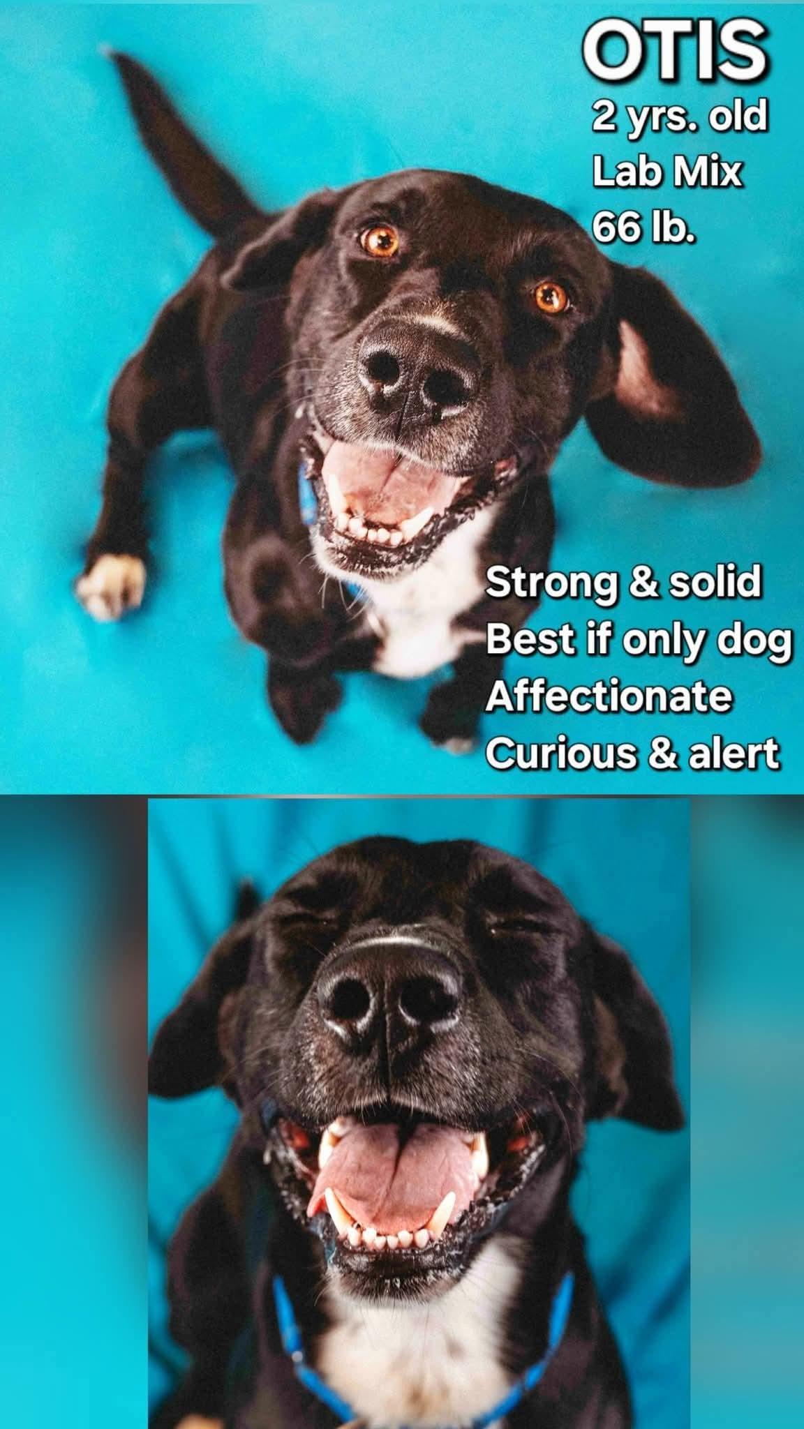 Enlarge Otis, a Adoptable mixed breed in Ashland, KY image 1/1