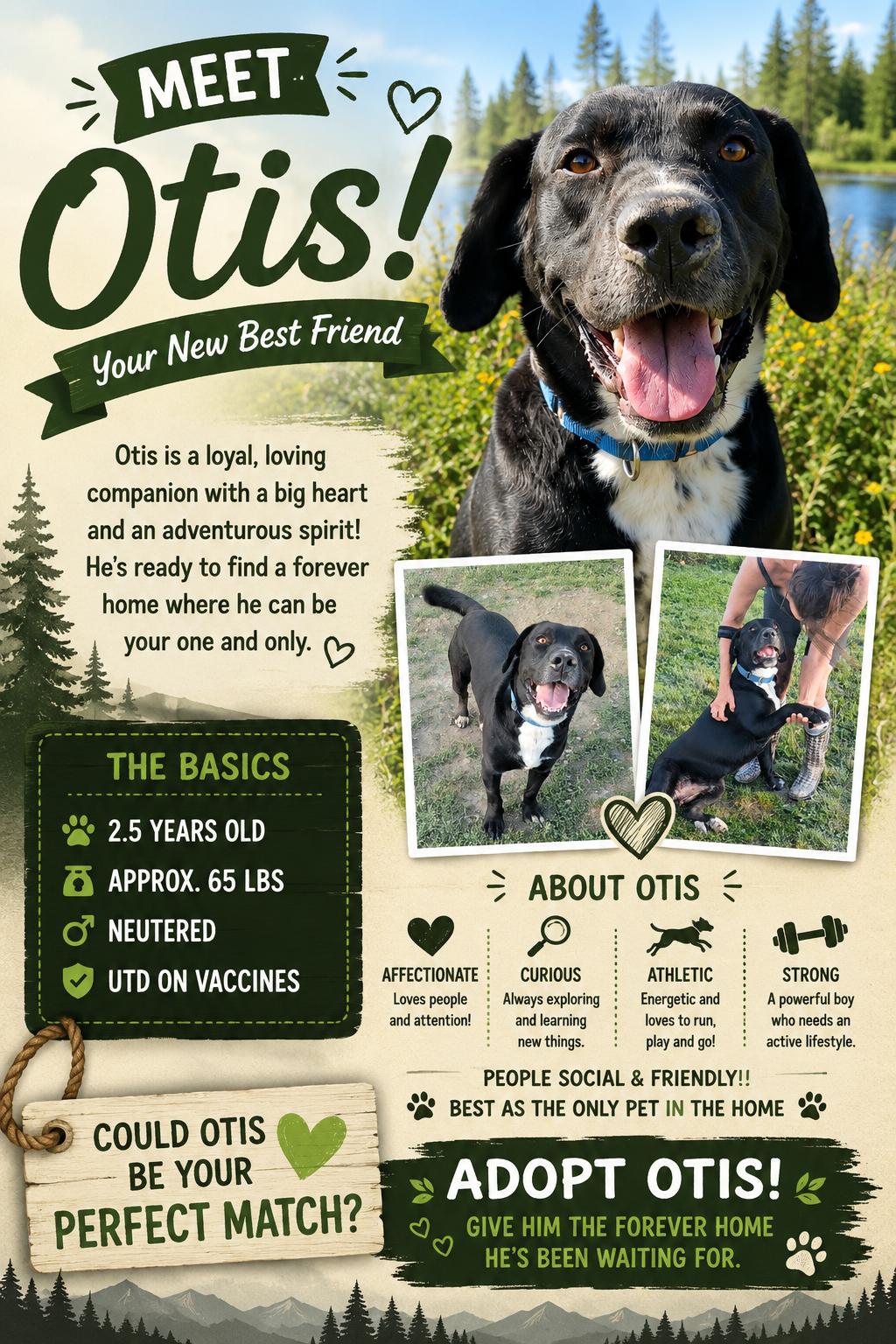 Enlarge Otis, a Adoptable mixed breed in Ashland, KY image 2/6