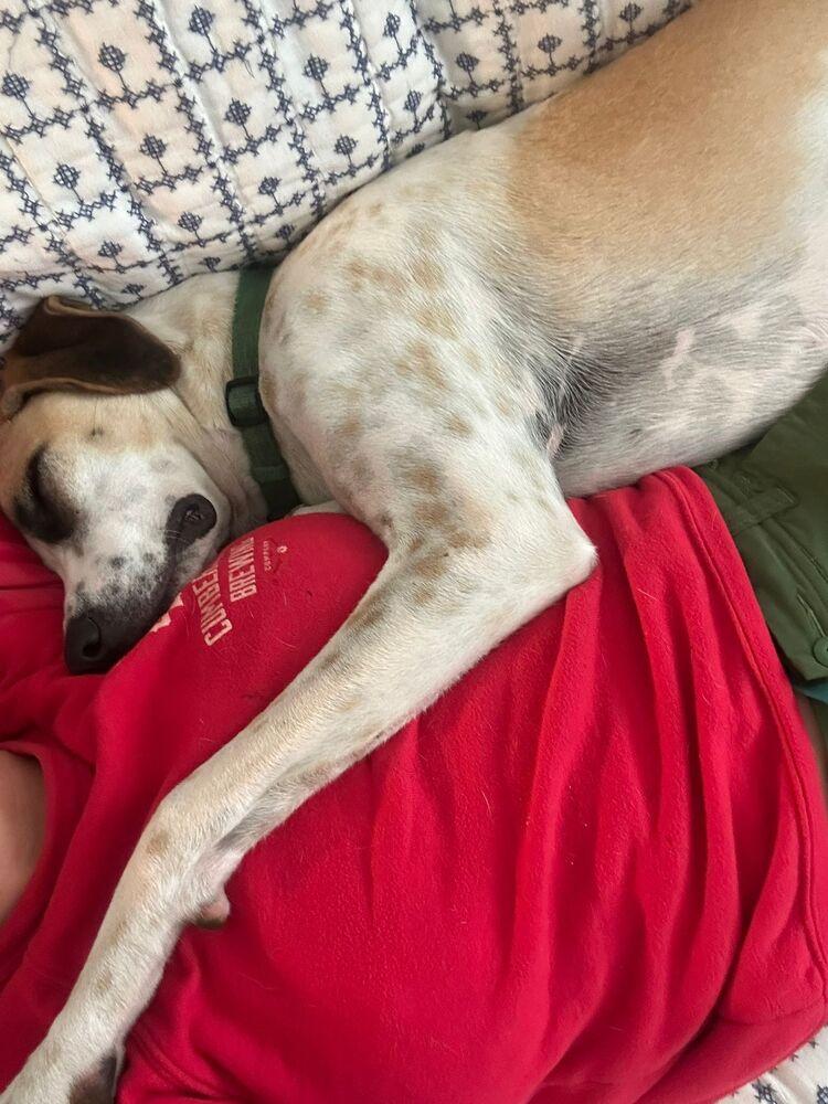 Pinerolo, Adoptable, Young Male Mixed Breed.