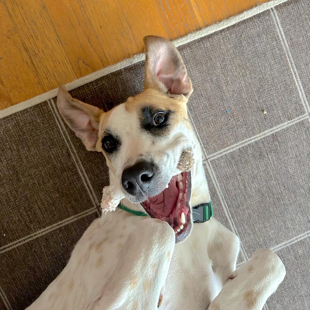 Enlarge Pinerolo, a Adoptable mixed breed in San Diego, CA image 2/6