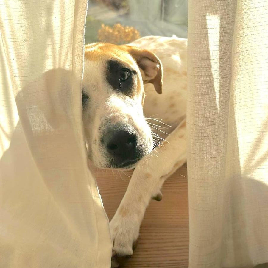 Enlarge Pinerolo, a Adoptable mixed breed in San Diego, CA image 3/6