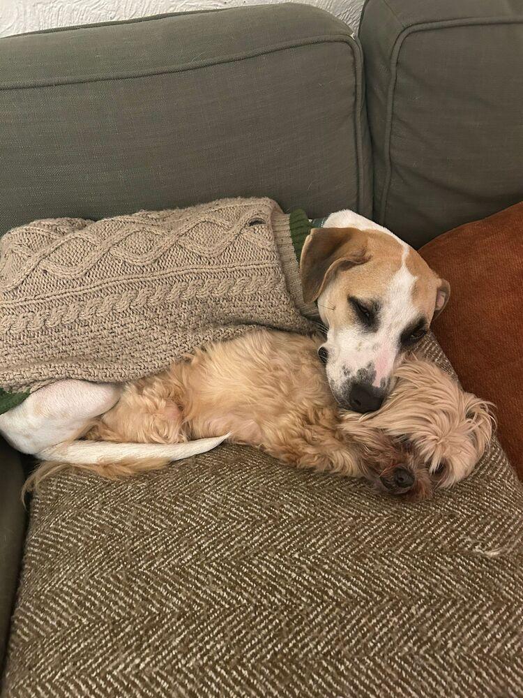 Pinerolo, Adoptable, Young Male Mixed Breed.