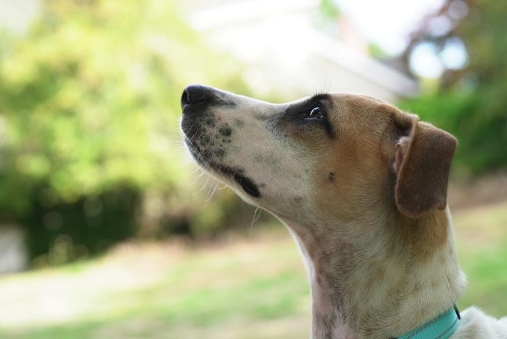 Enlarge Pinerolo, a Adoptable mixed breed in San Diego, CA image 5/6