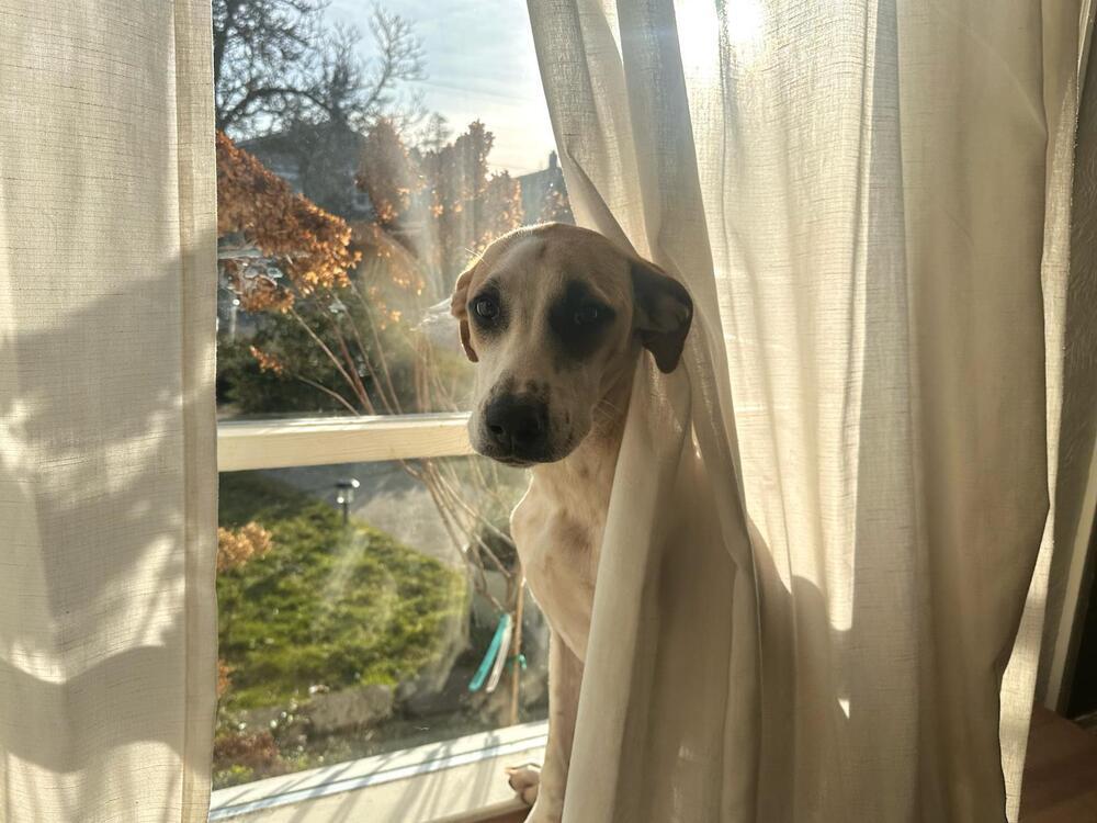 Enlarge Pinerolo, a Adoptable mixed breed in San Diego, CA image 6/6