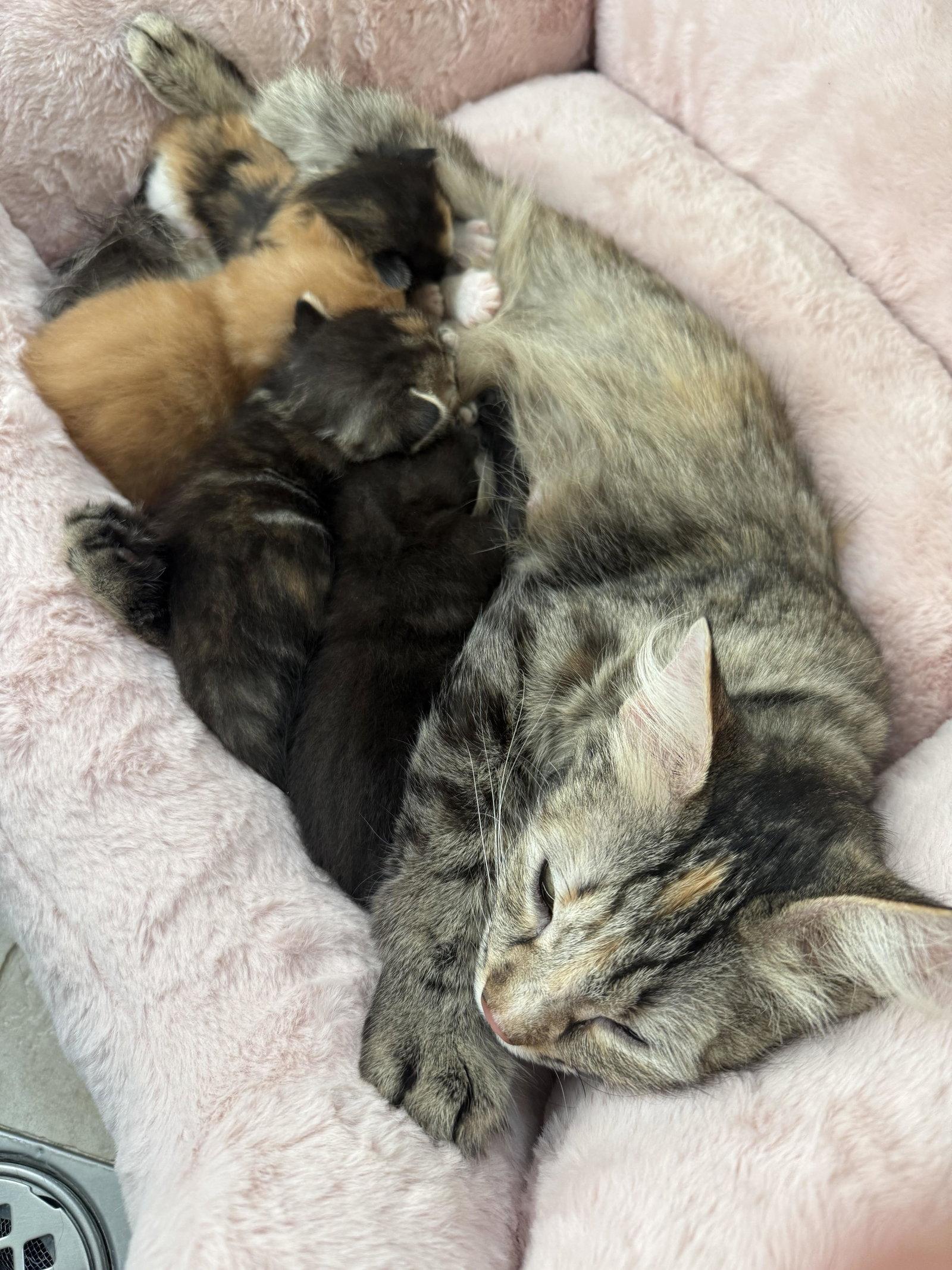 Annie, Adopted, Young Female Domestic Short Hair.