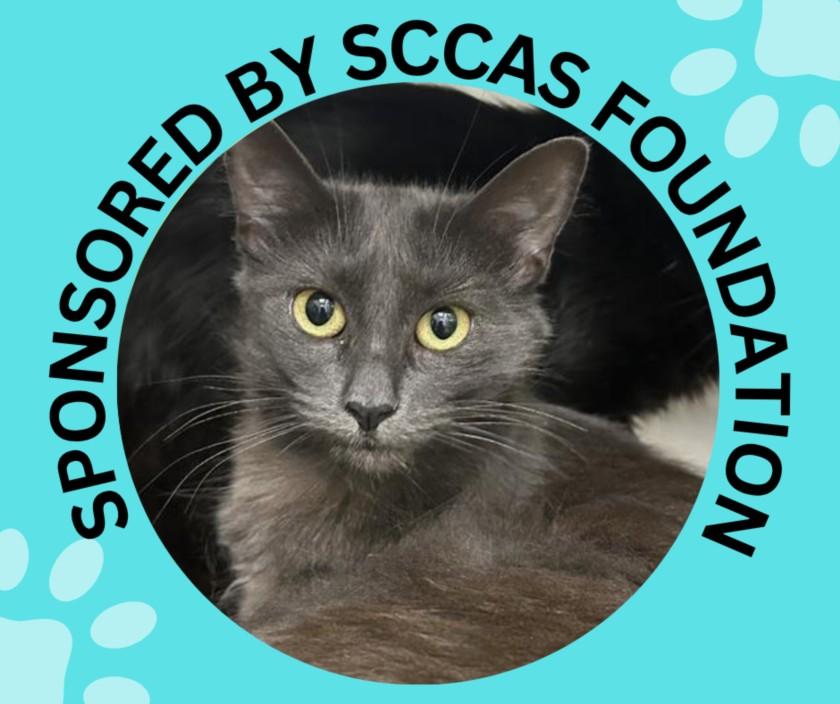 PRINCESS, Adoptable, Young Female Domestic Medium Hair.