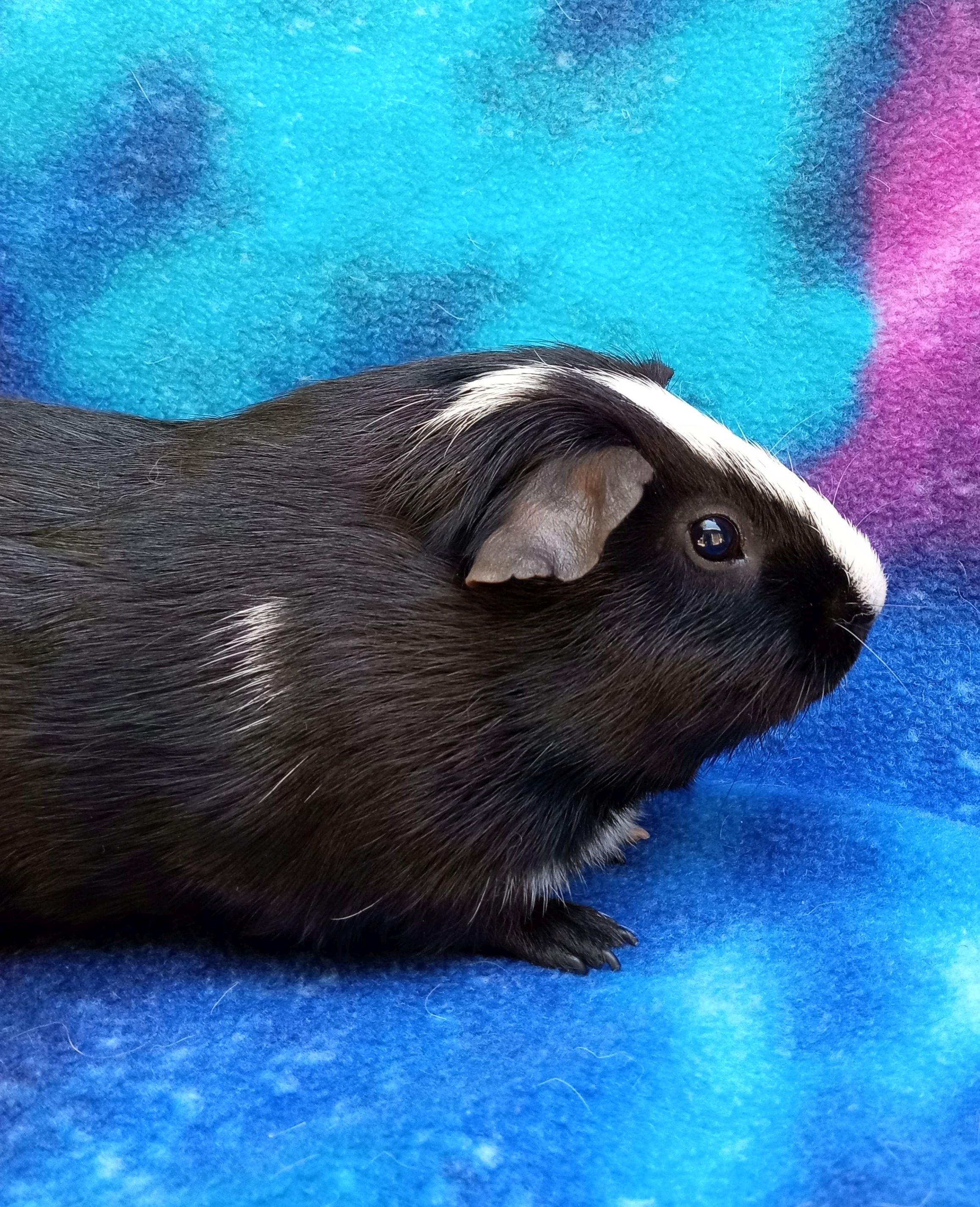 A nice sized piggy boy who likes to be made to feel safe Adoption applications 
