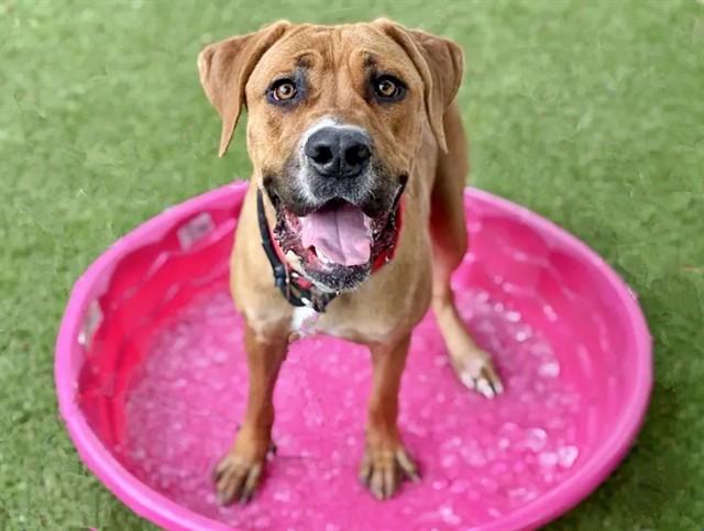 HIPPIE, Adoptable, Young Female Mastiff.