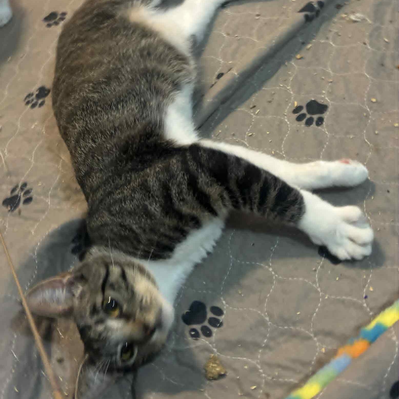 Photo of Cat of the Month!