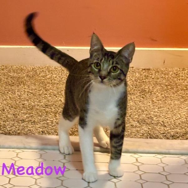 Photo of Cat of the Month!
