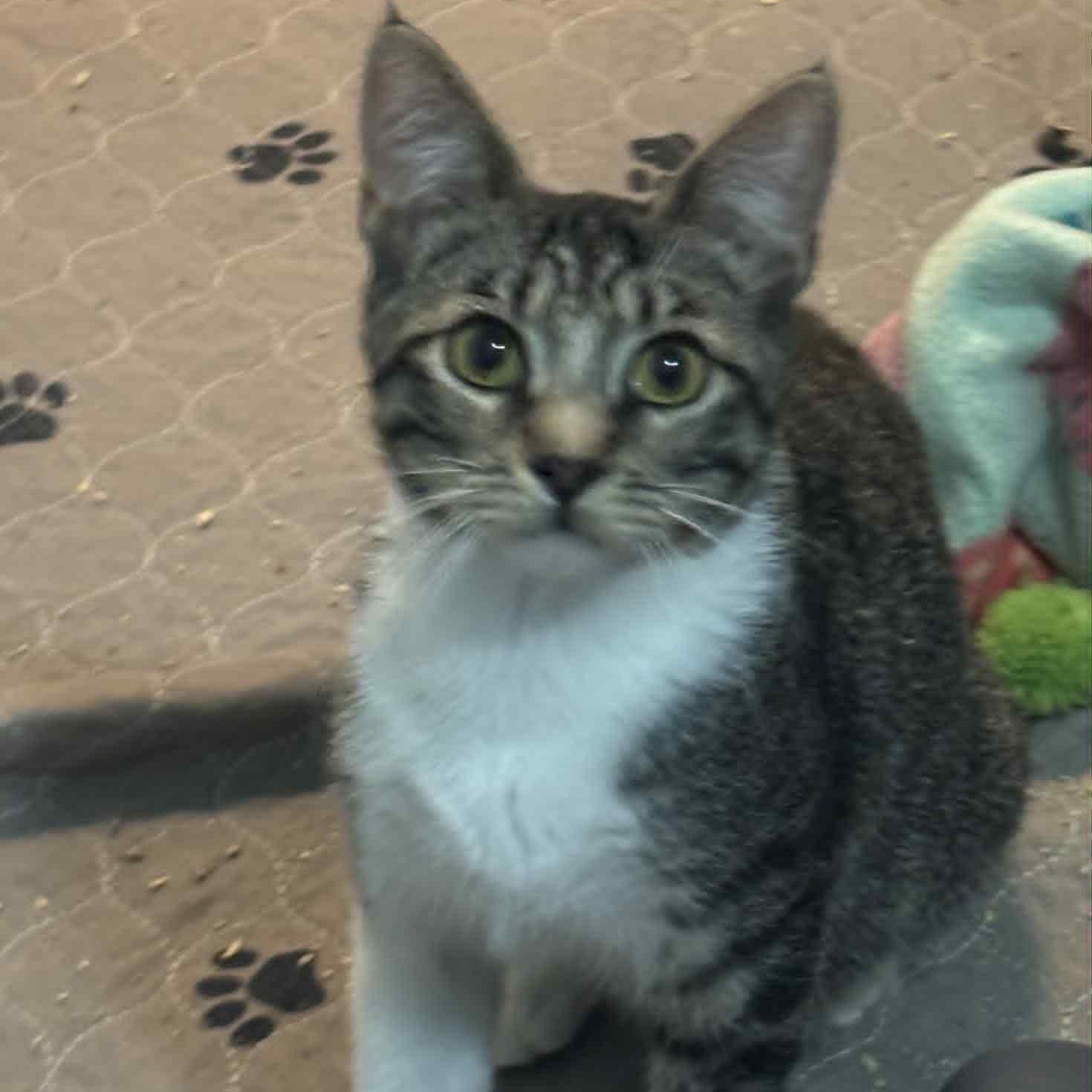 Photo of Cat of the Month!