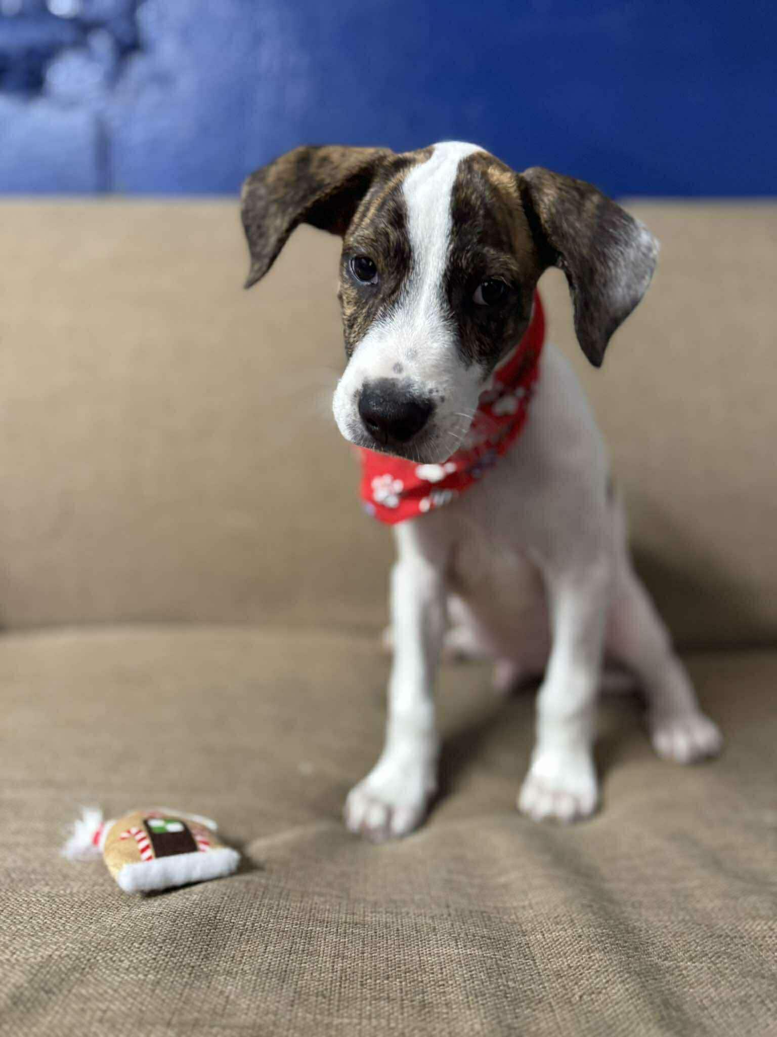 Roger, a Adoptable mixed breed in New York, NY image 3/6