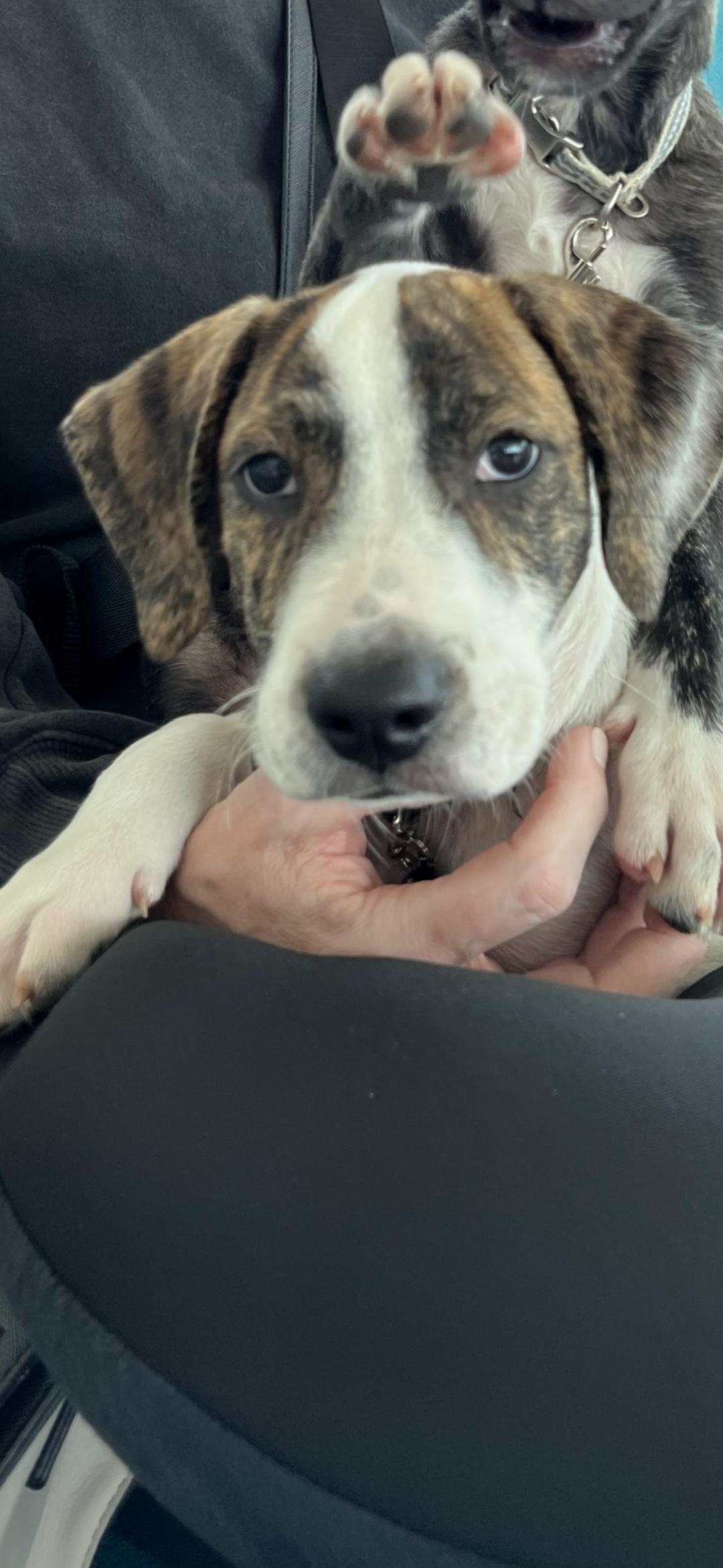 Roger, a Adoptable mixed breed in New York, NY image 4/6