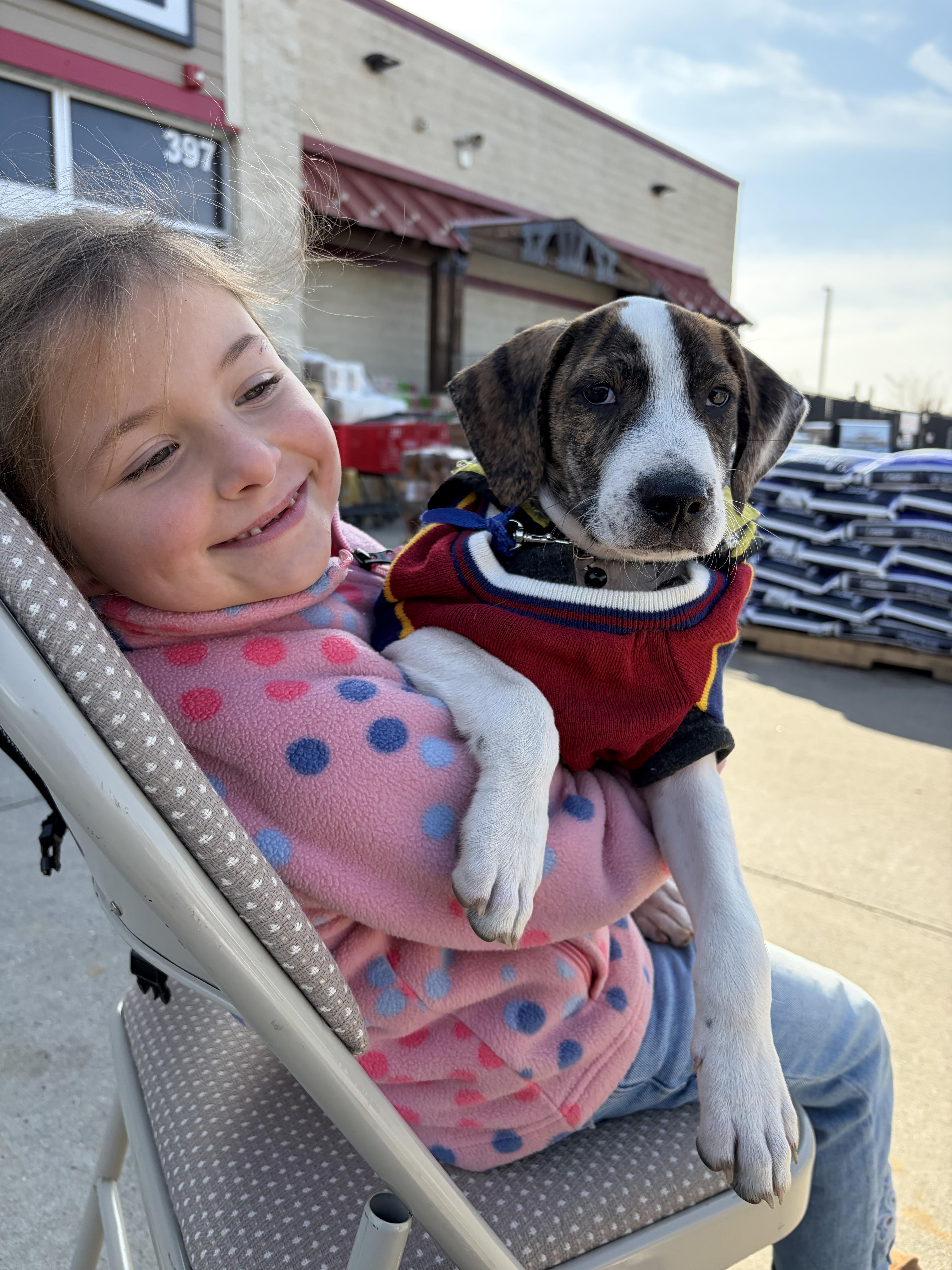 Roger, Adoptable, Puppy Male Labrador Retriever.