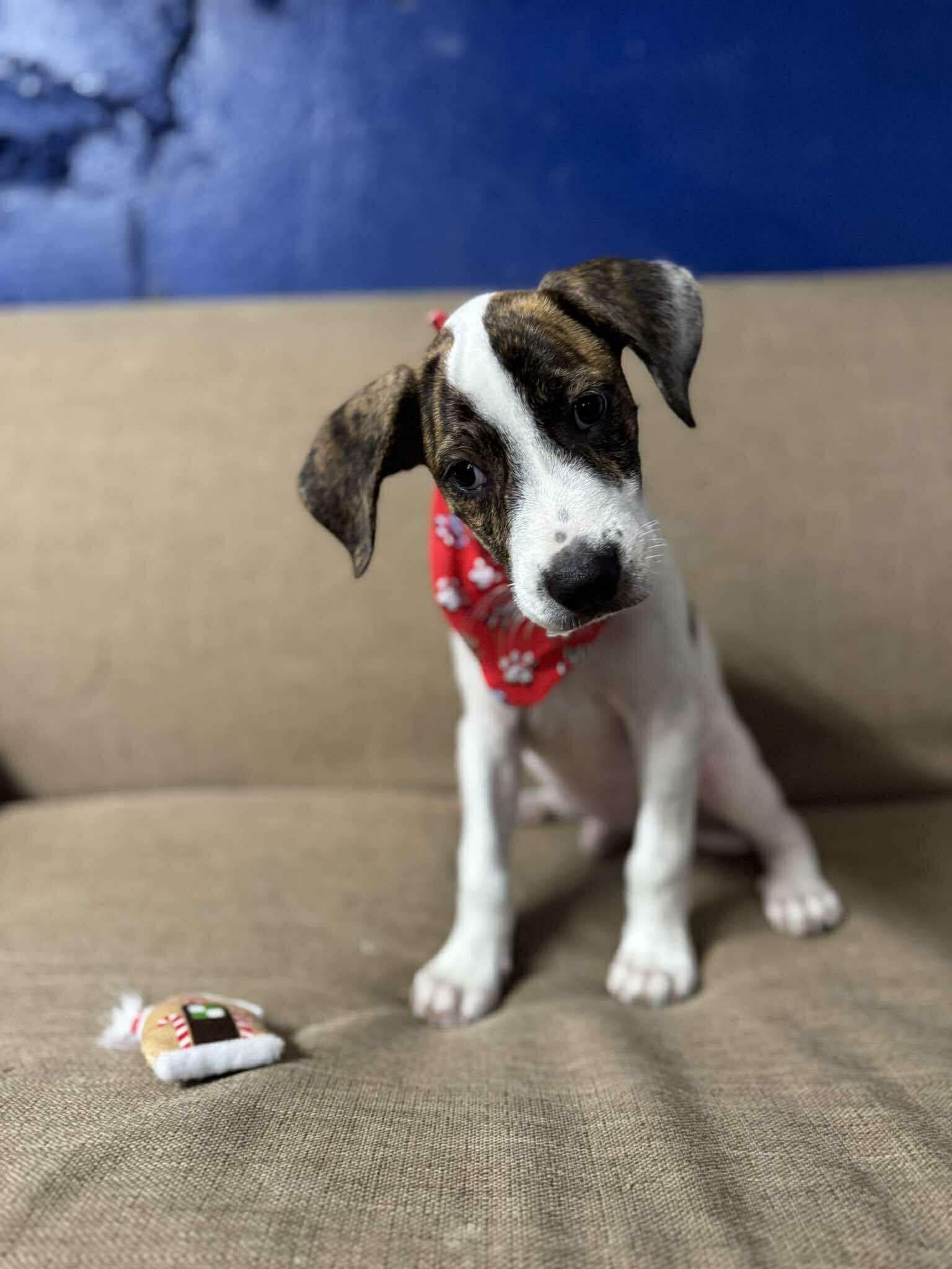 Roger, a Adoptable mixed breed in New York, NY image 6/6